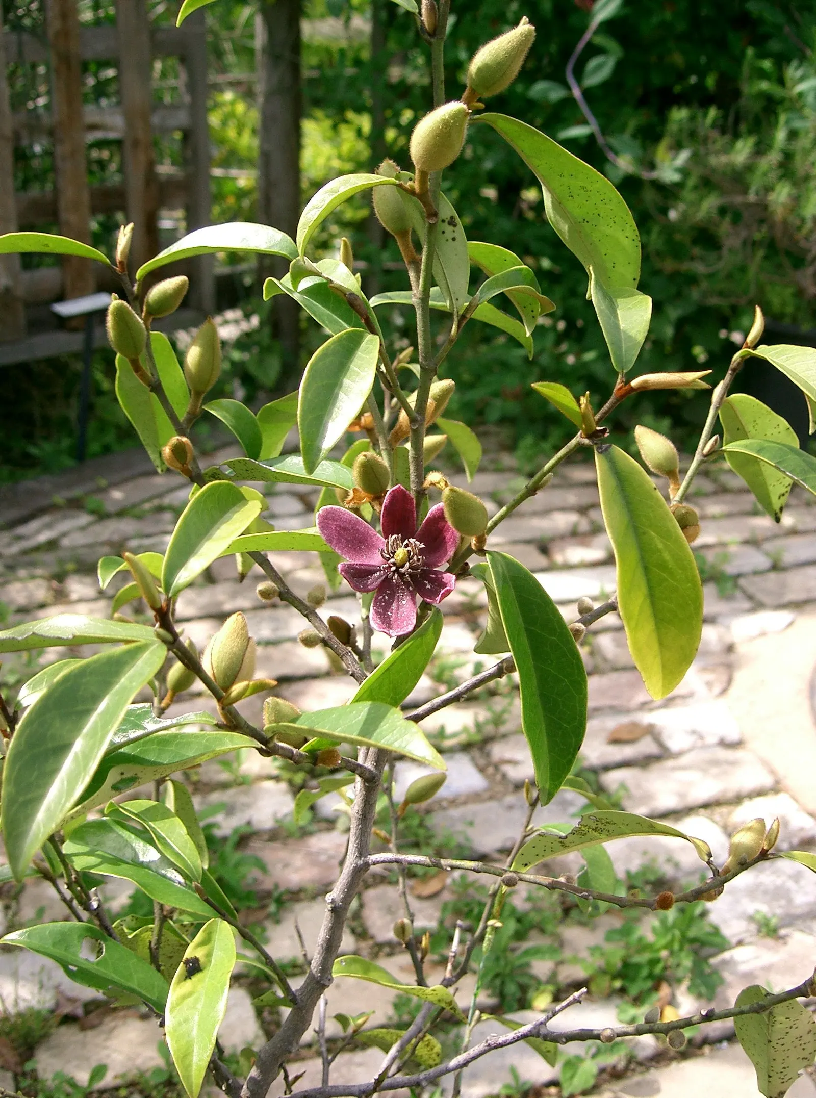 Banana Shrub (Magnolia Figo) — banana-like fragrance of its flowers