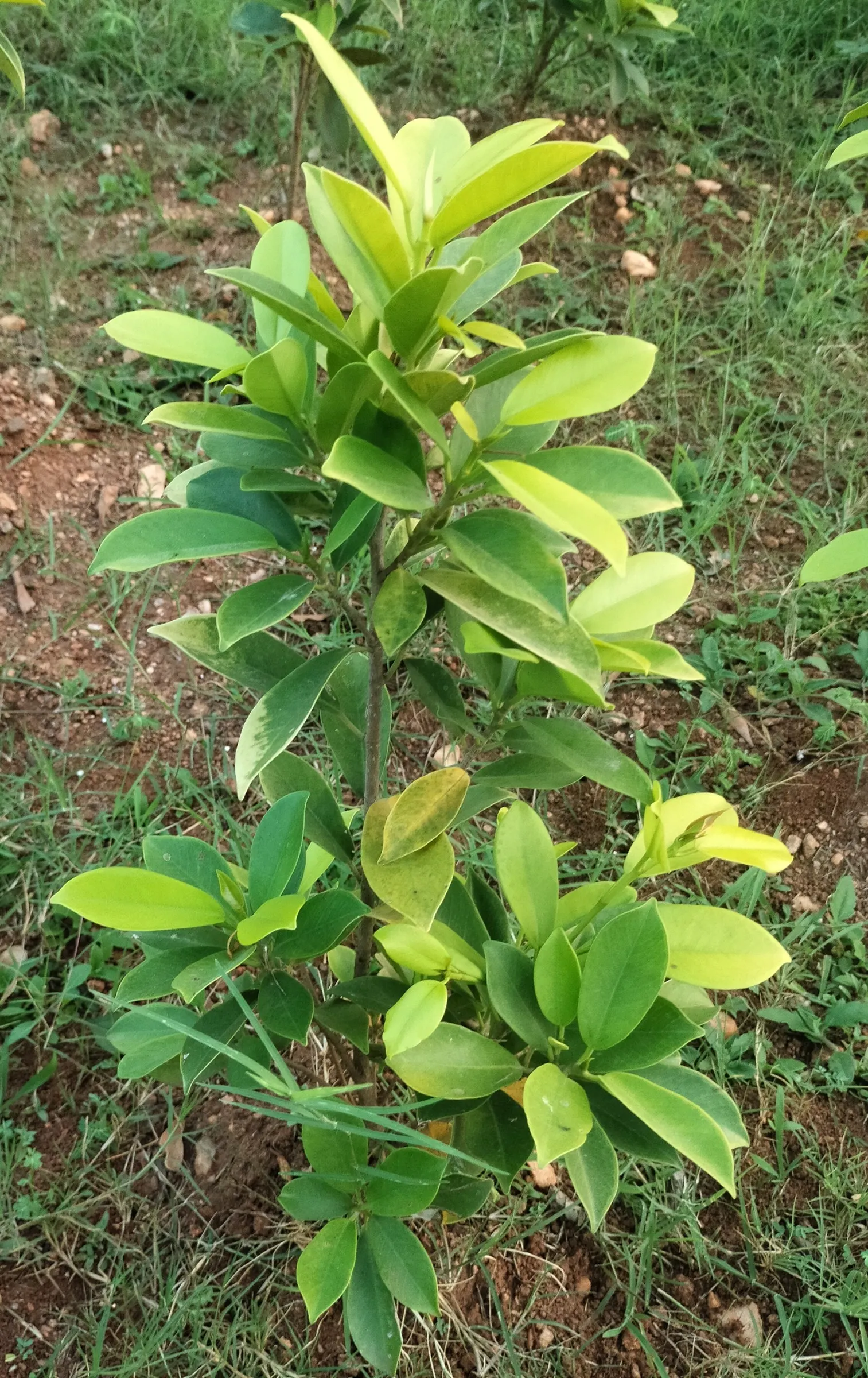 Banana Shrub (Magnolia Figo) — purple and yellow flowers in the garden