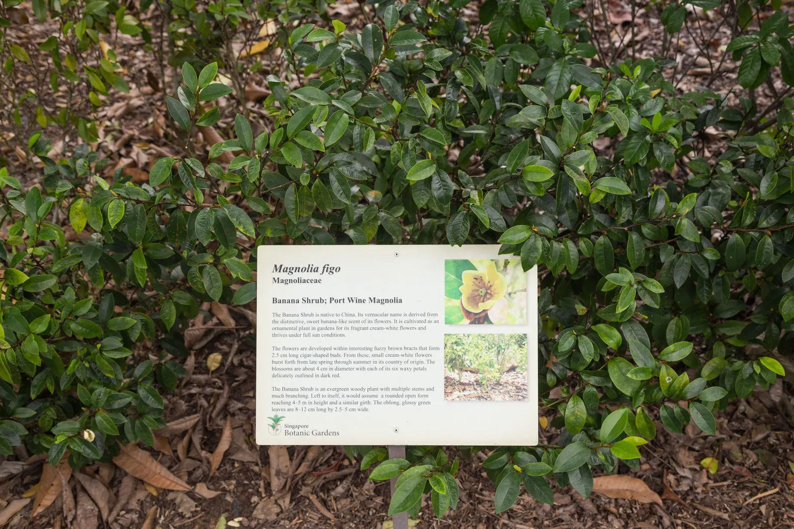 Banana Shrub (Magnolia Figo) — dark green coloration throughout the year