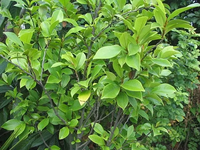 Banana Shrub (Magnolia Figo) — Ideal for hedges or as an aromatic specimen in mixed borders