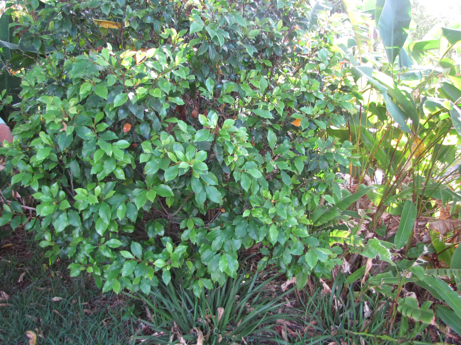 Banana Shrub (Magnolia Figo) — but benefits from consistent moisture during dry spells