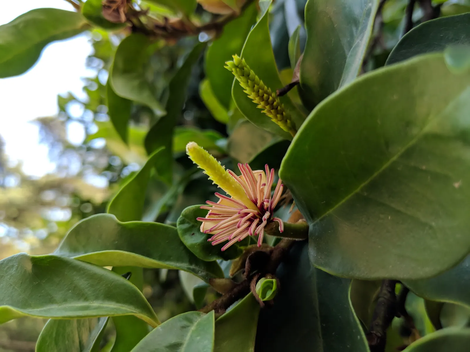Banana Shrub (Magnolia Figo) — These blooms not only exhibit a delightful fragrance but also attract pollinators; each flower is cup-shaped and, image 75