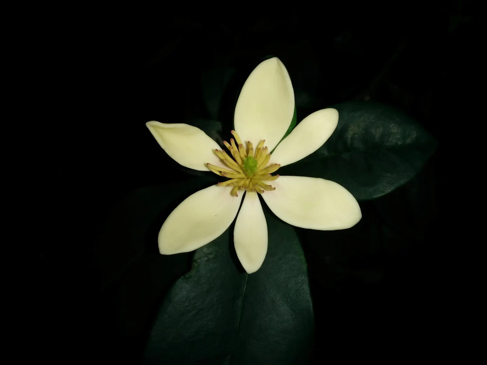 Banana Shrub (Magnolia Figo) — creamy-yellow flowers emitting a sweet banana-like scent in spring to early summer; each flower is cup-shaped and notably