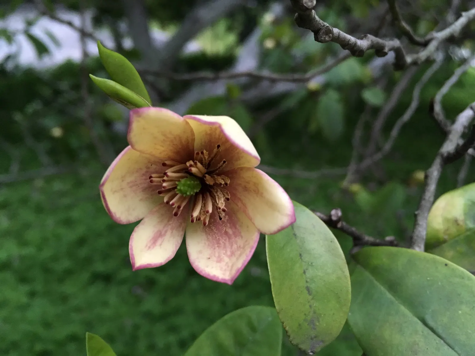 Banana Shrub (Magnolia Figo) — with a comparable spread of 6 to 8 feet