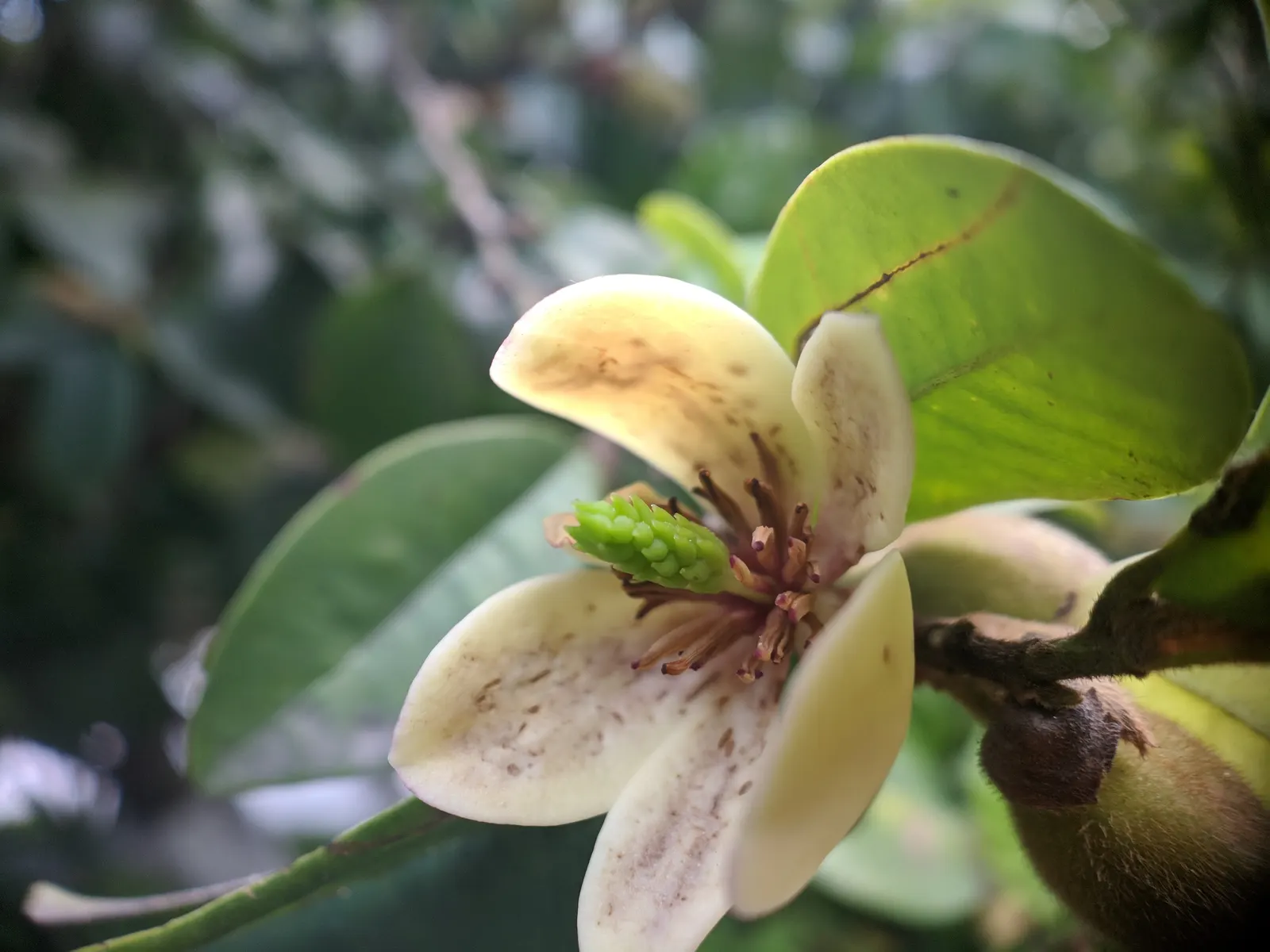 Banana Shrub (Magnolia Figo) — although it may grow larger in ideal conditions.<br><br>Adorned with glossy; each flower is cup-shaped and notably accented with