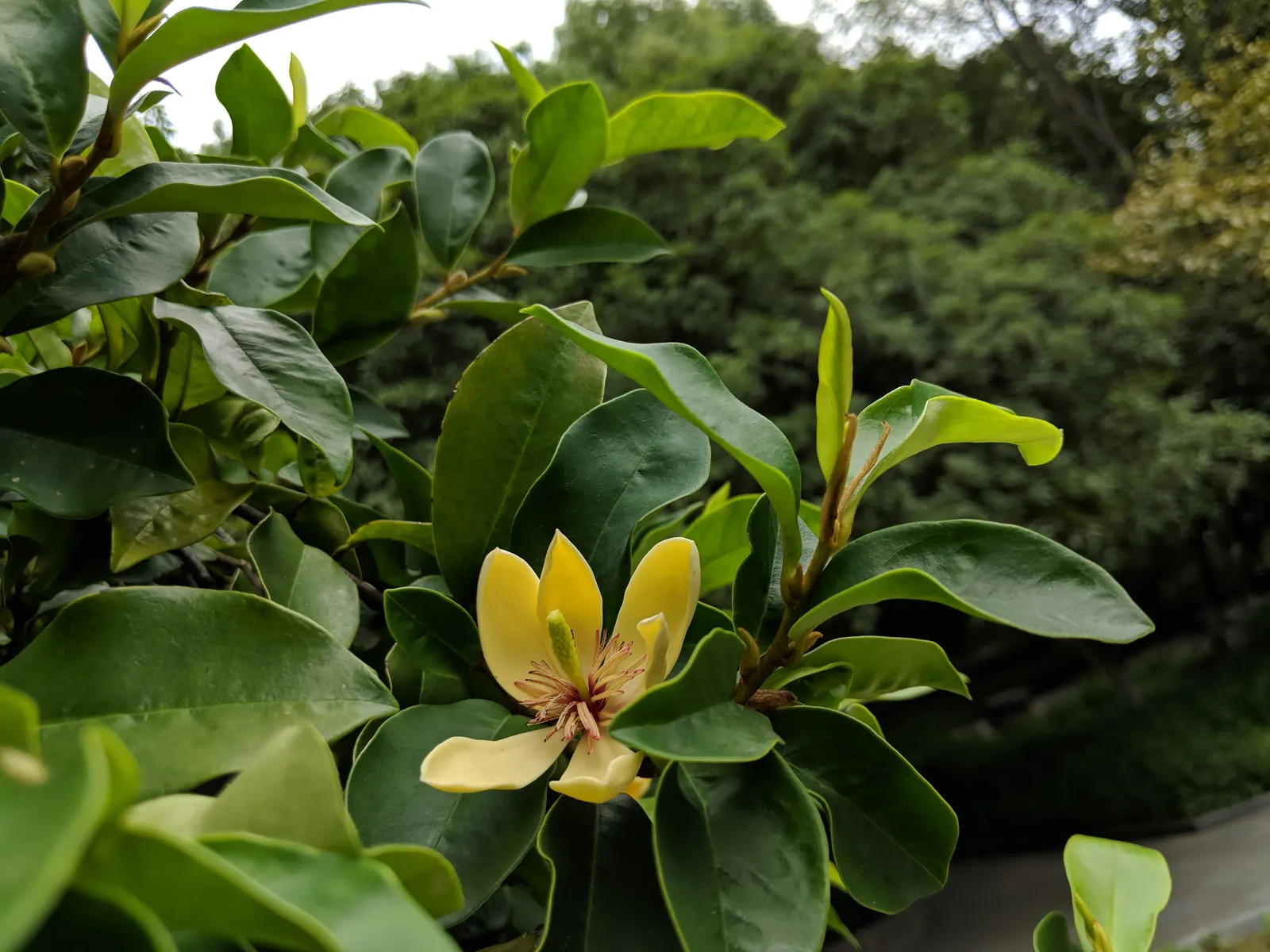Banana Shrub (Magnolia Figo) — Minimal pruning is necessary to maintain its shape or to remove any damaged or diseased limbs; prefers well-drained, image 81