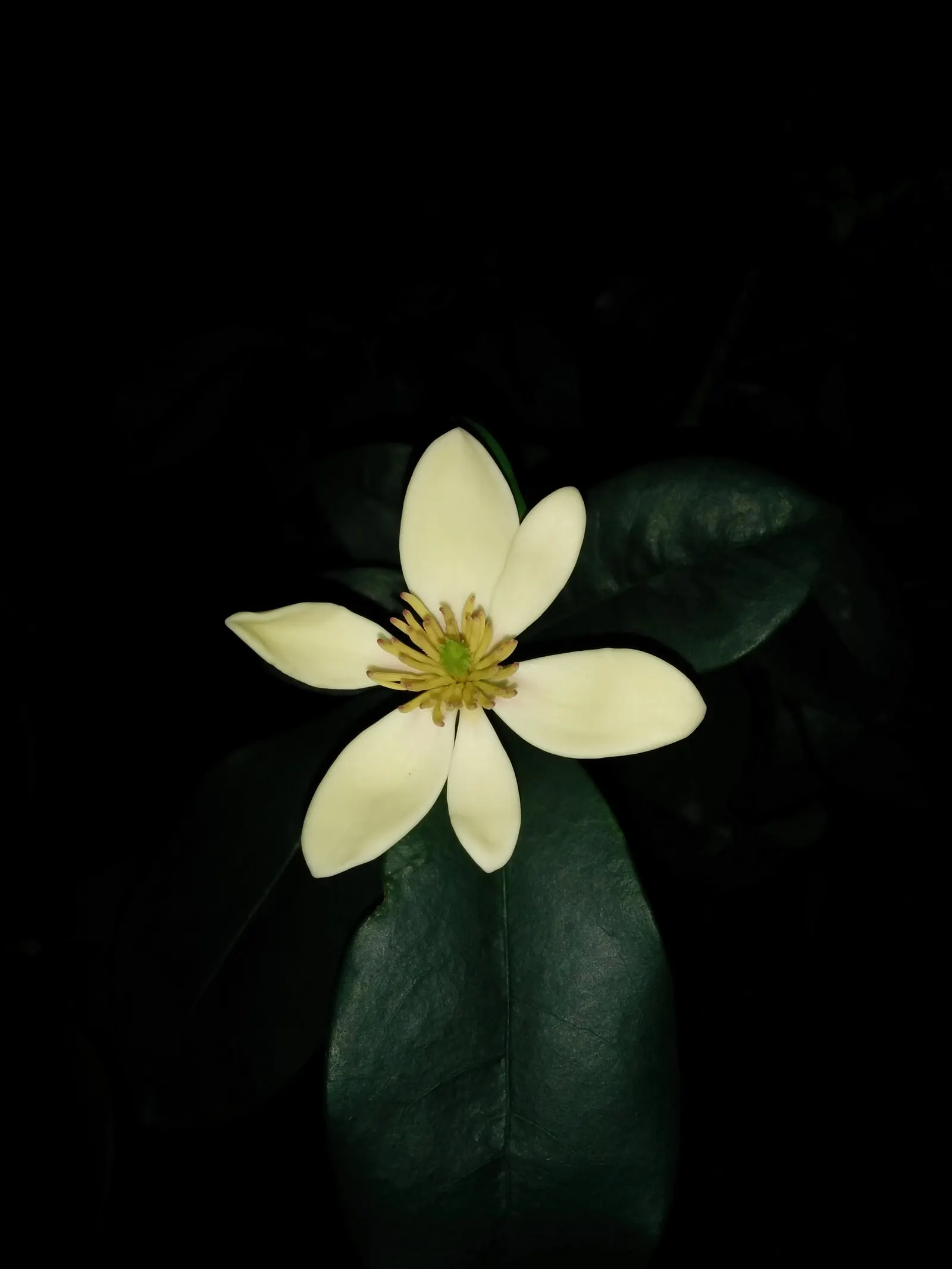 Banana Shrub (Magnolia Figo) — but benefits from consistent moisture during dry spells; minimal pruning is necessary to maintain its shape or to remove any
