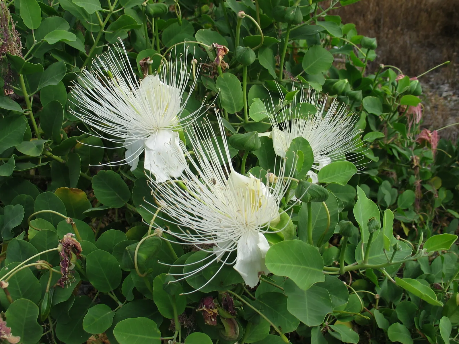 Banana Shrub (Magnolia Figo) — is a charming evergreen species renowned for the sweet