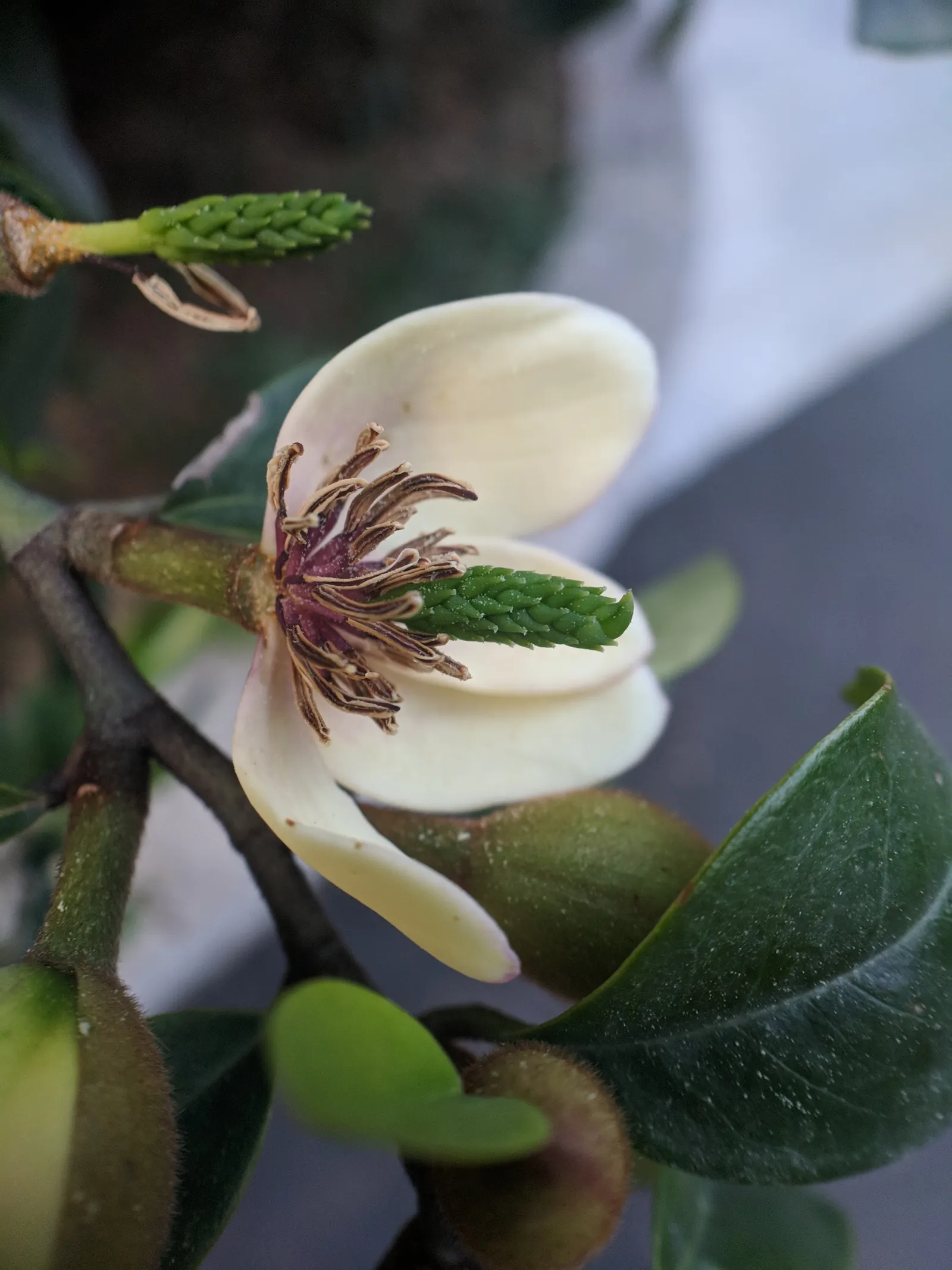Banana Shrub (Magnolia Figo) — Magnolia figo produces creamy-yellow blossoms that are about 1 to 1.5 inches across; prefers well-drained soil and full sun to