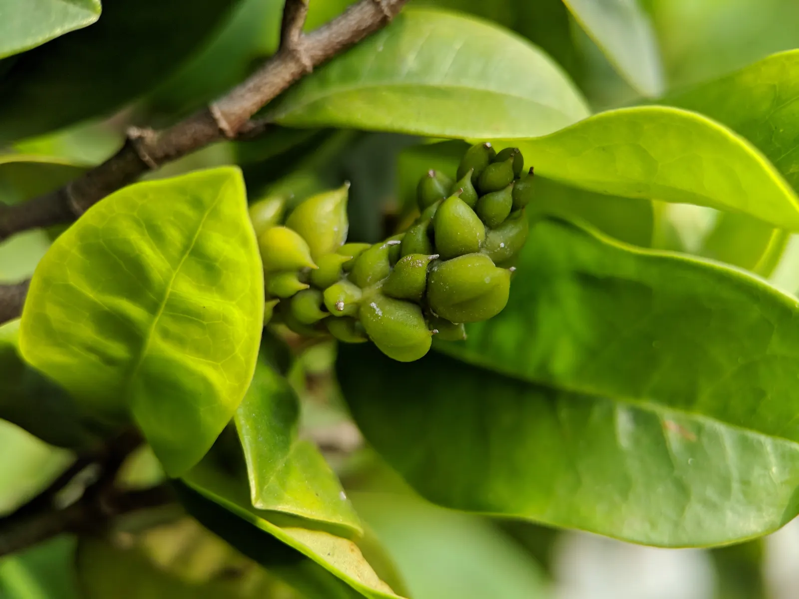Banana Shrub (Magnolia Figo) — Each flower is cup-shaped and notably accented with a purplish tinge at the petal edges