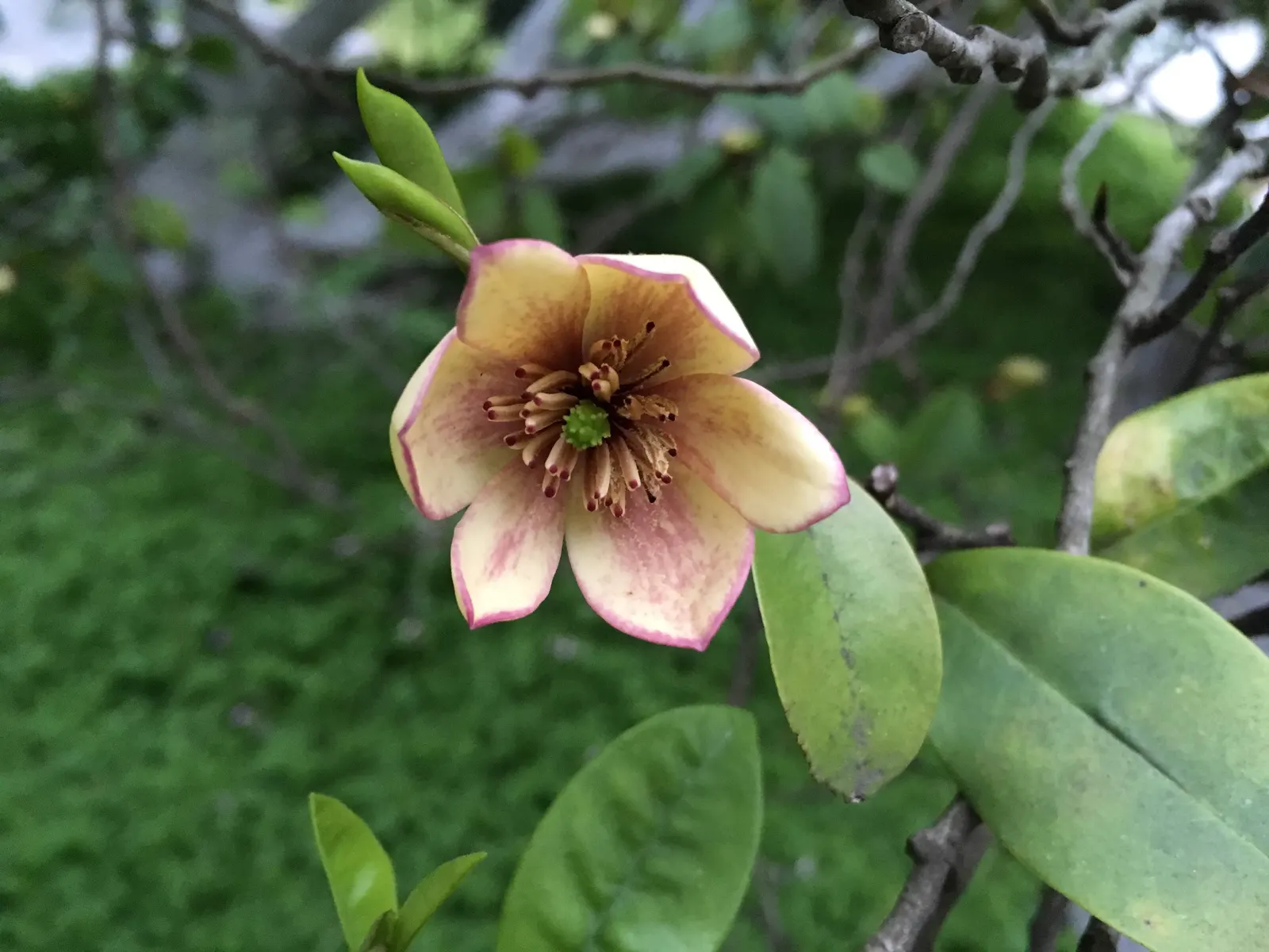 Banana Shrub (Magnolia Figo) — with a comparable spread of 6 to 8 feet; although it may grow larger in ideal conditions.<br><br>Adorned with glossy, image 66
