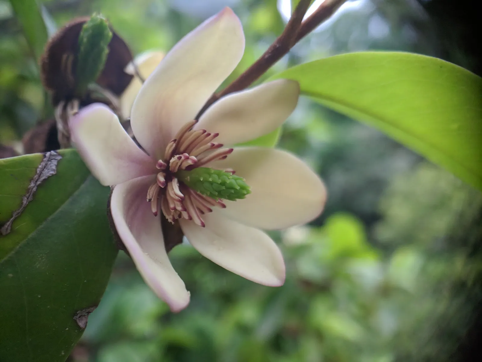 Banana Shrub (Magnolia Figo) — Ideal for hedges or as an aromatic specimen in mixed borders; prefers well-drained soil and full sun to partial shade