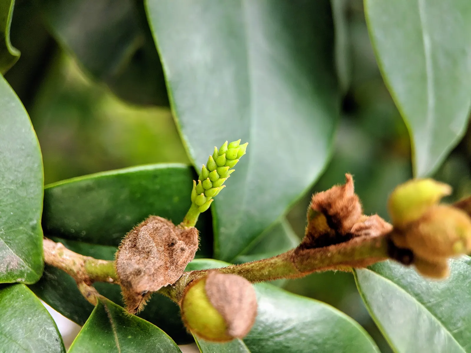 Banana Shrub (Magnolia Figo) — plant the Banana Shrub in well-draining; prefers well-drained soil and full sun to partial shade, image 77