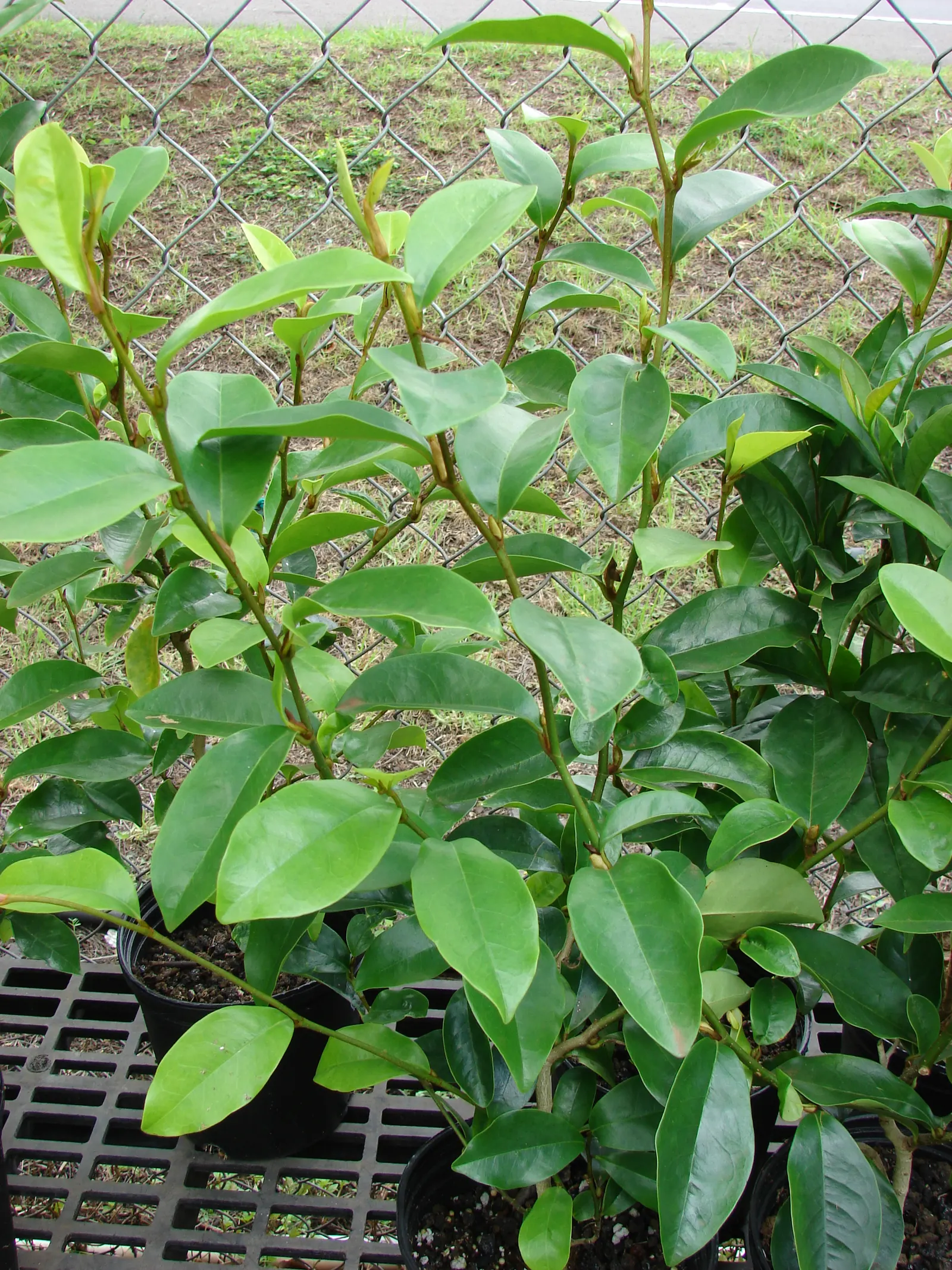 Banana Shrub (Magnolia Figo) — The leaves measure about 3 to 5 inches in length