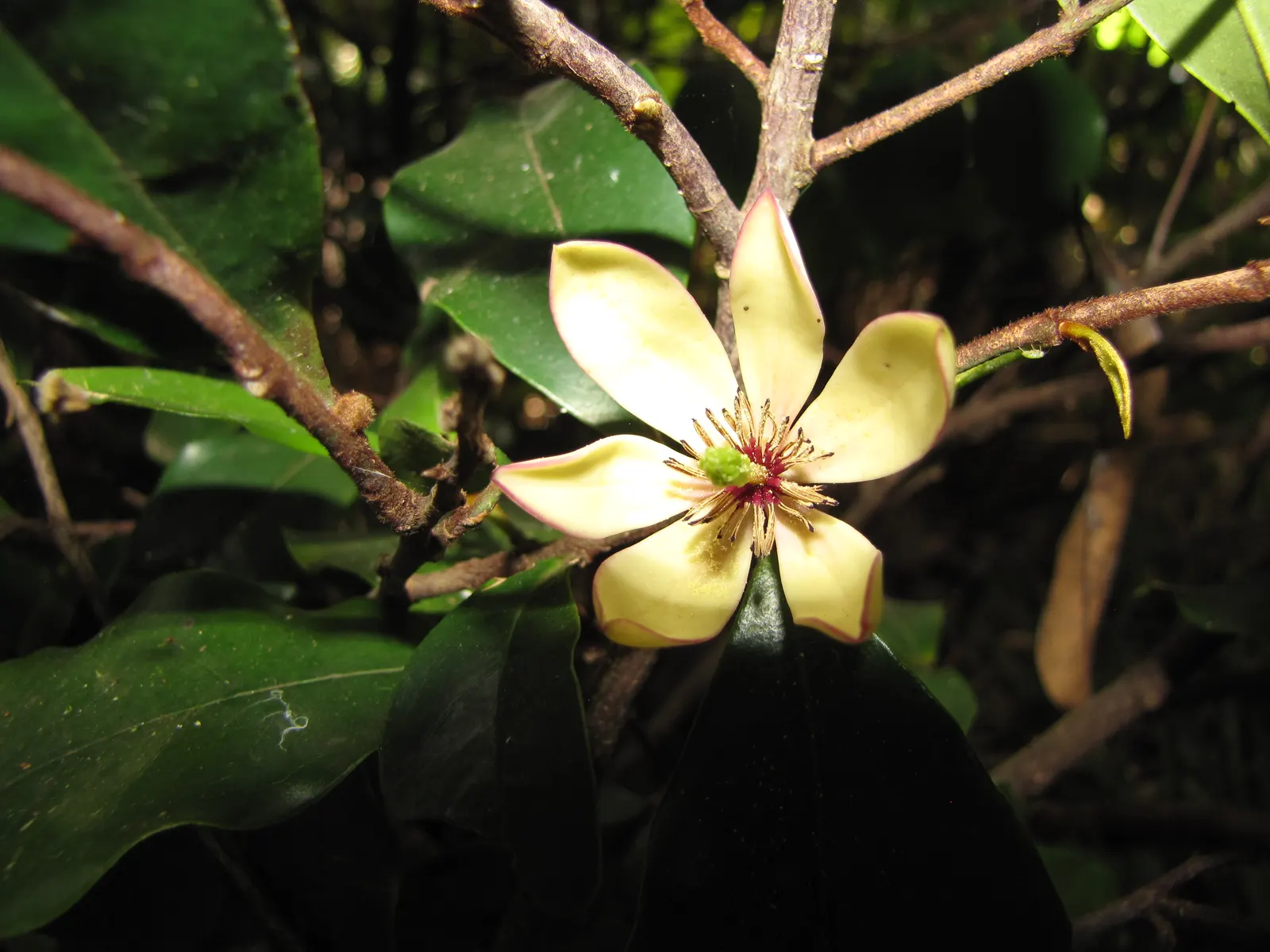 Banana Shrub (Magnolia Figo) — creamy-yellow flowers emitting a sweet banana-like scent in spring to early summer