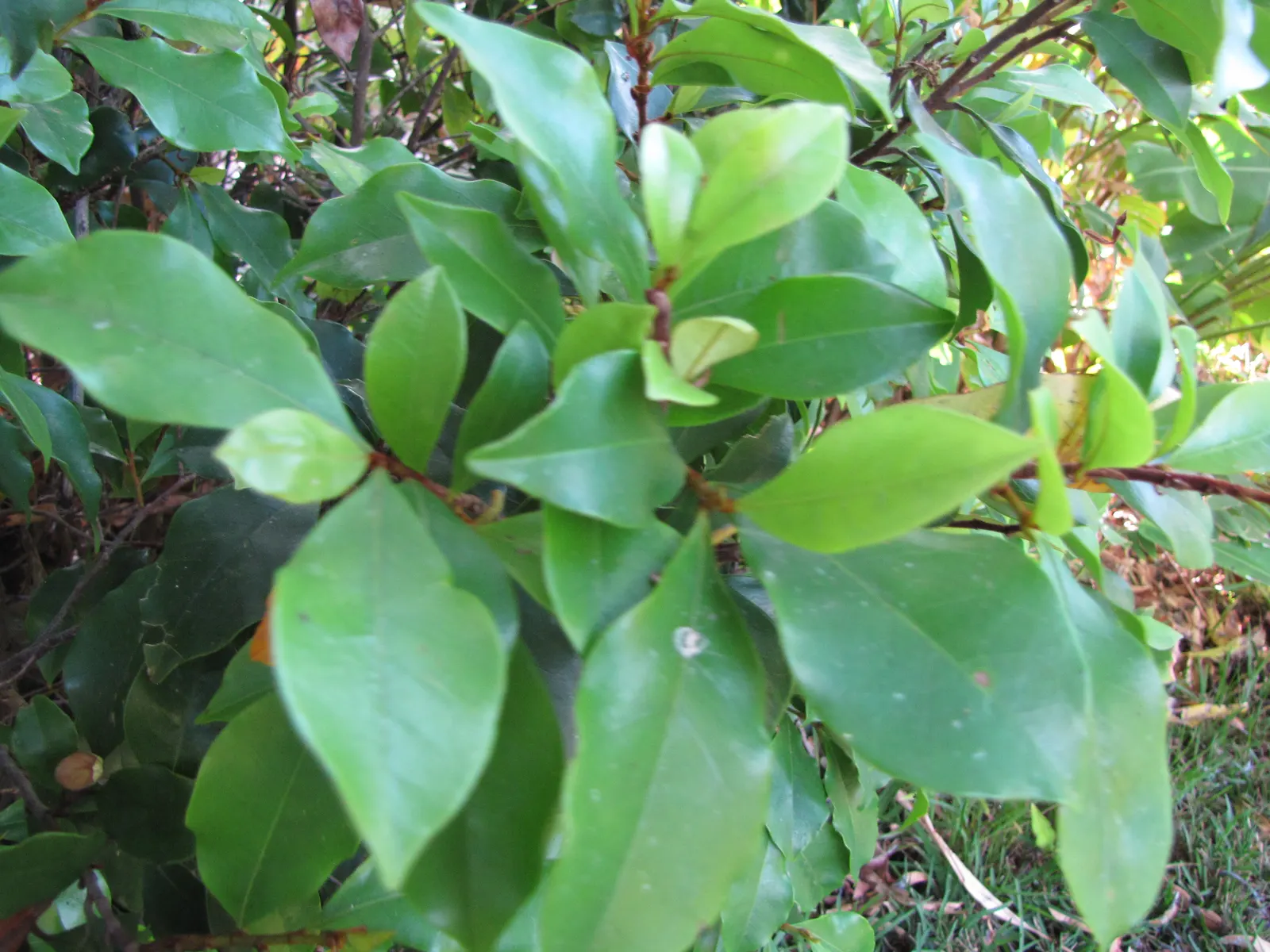 Banana Shrub (Magnolia Figo) — leathery leaves that maintain a rich