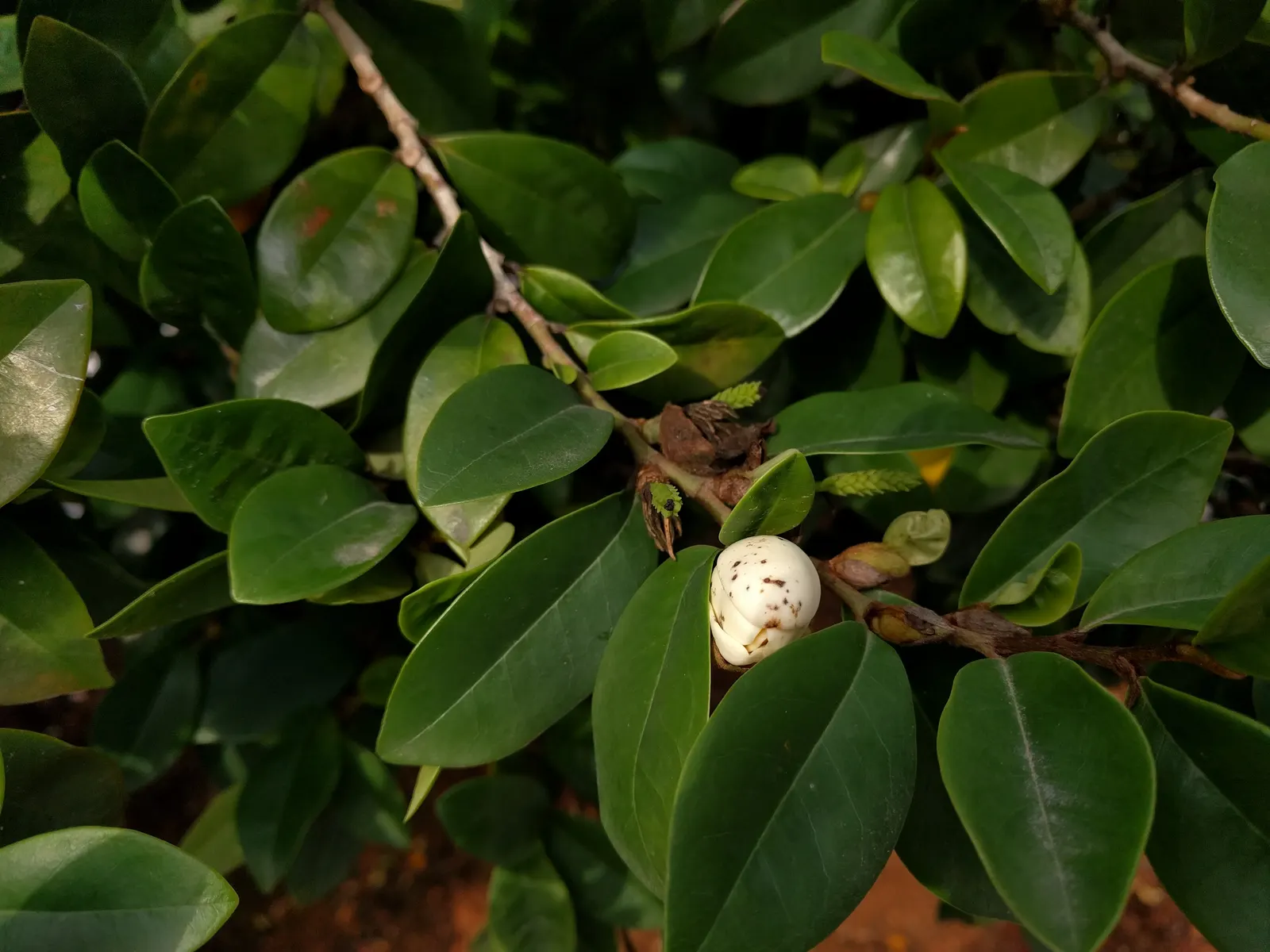 Banana Shrub (Magnolia Figo) — this member of the Magnoliaceae family typically reaches a mature height of 6 to 10 feet; prefers well-drained soil, image 65