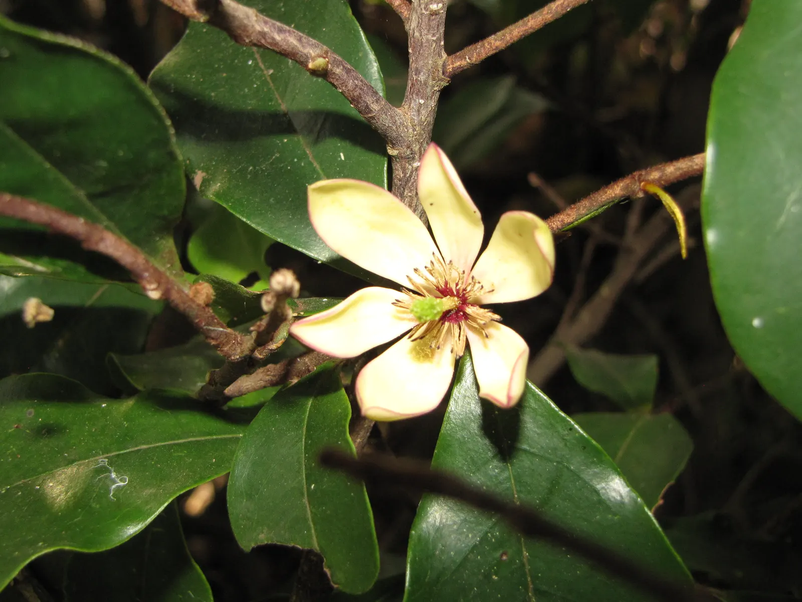 Banana Shrub (Magnolia Figo) — Magnolia figo produces creamy-yellow blossoms that are about 1 to 1.5 inches across