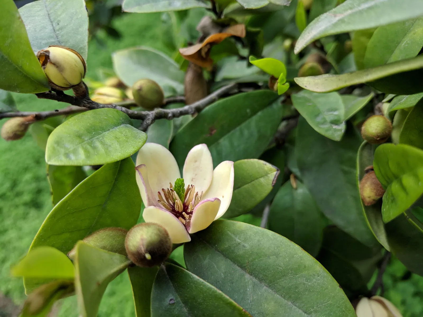 Banana Shrub (Magnolia Figo) — the Banana Shrub offers a visually appealing texture within your landscape; although it may grow larger in ideal, image 70