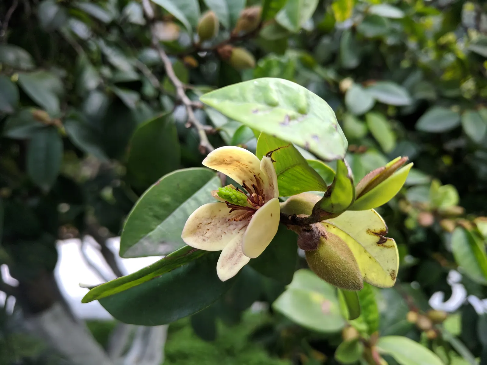 Banana Shrub (Magnolia Figo) — infusing the garden with life.<br><br>For optimal growth; minimal pruning is necessary to maintain its shape or to remove any