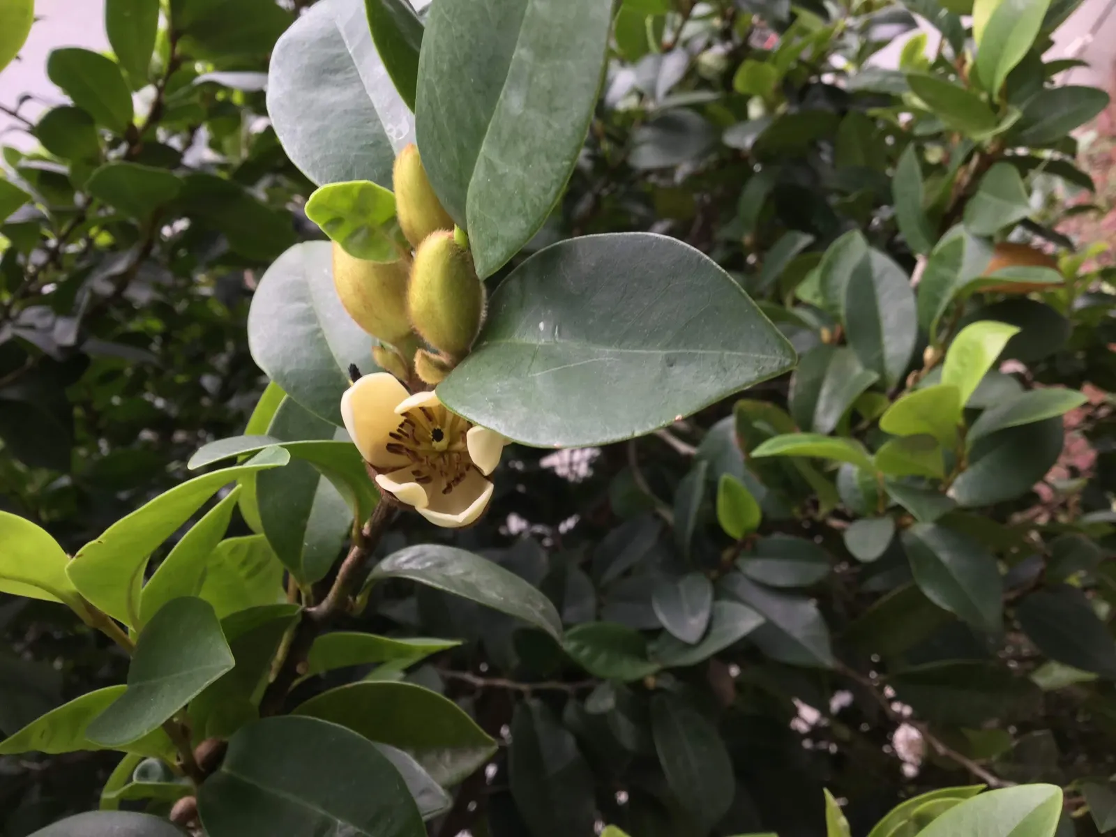 Banana Shrub (Magnolia Figo) — broadleaf evergreen / shrub with purple and yellow blooms