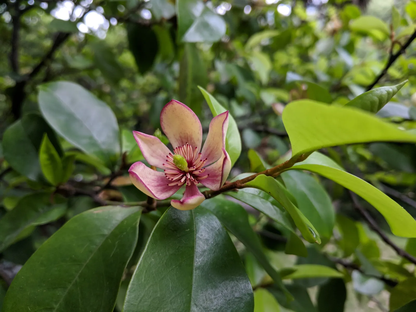 Banana Shrub (Magnolia Figo) — The Banana Shrub (Magnolia figo); prefers well-drained soil and full sun to partial shade