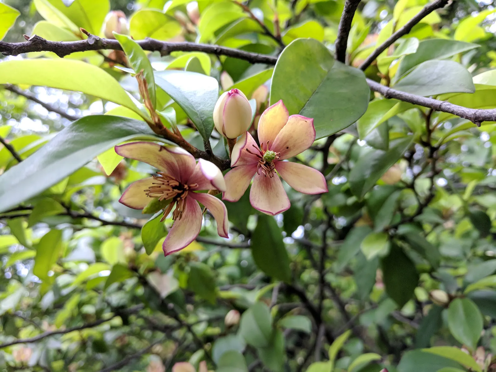 Banana Shrub (Magnolia Figo) — Minimal pruning is necessary to maintain its shape or to remove any damaged or diseased limbs