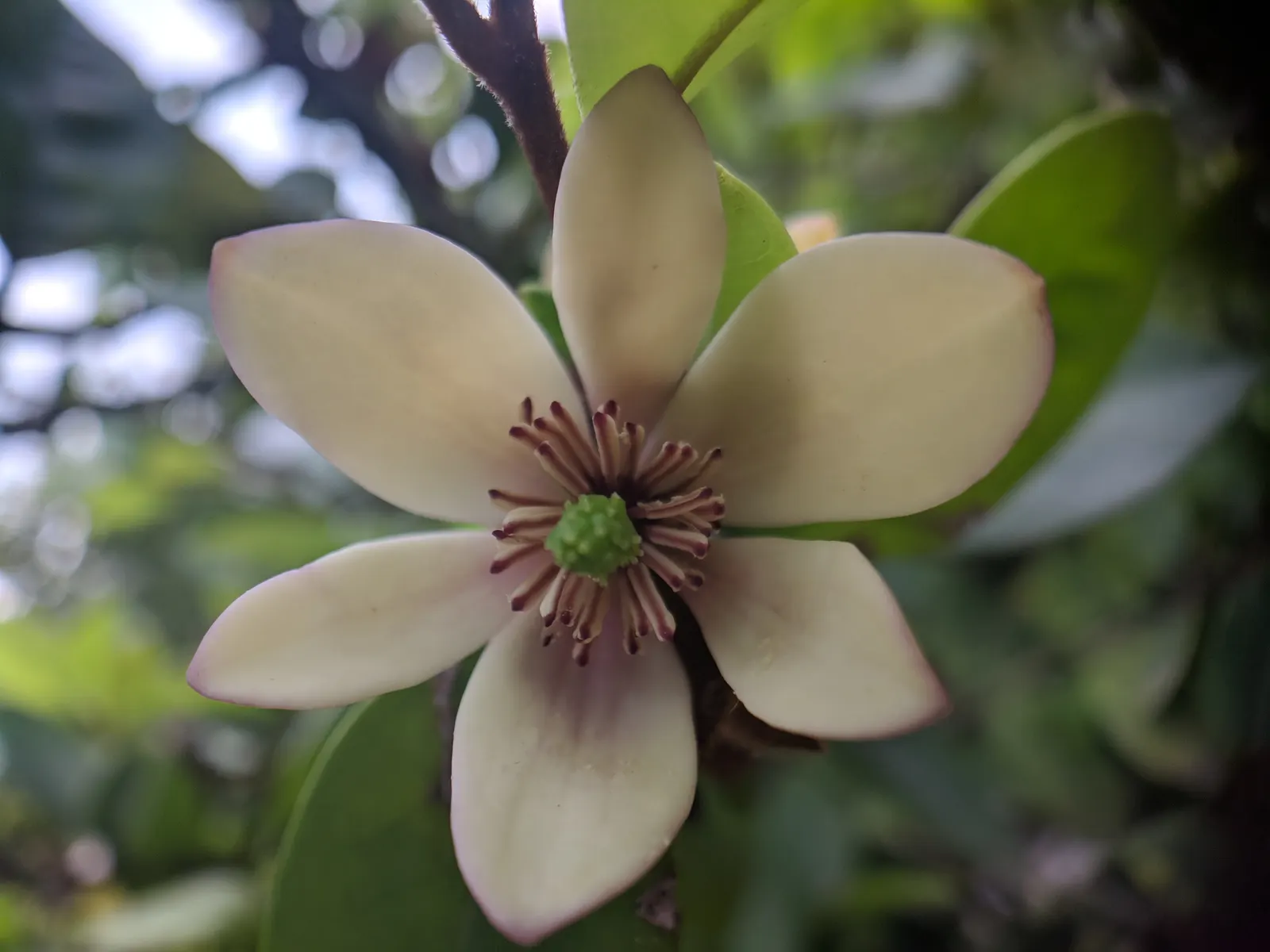 Banana Shrub (Magnolia Figo) — dark green coloration throughout the year; prefers well-drained soil and full sun to partial shade