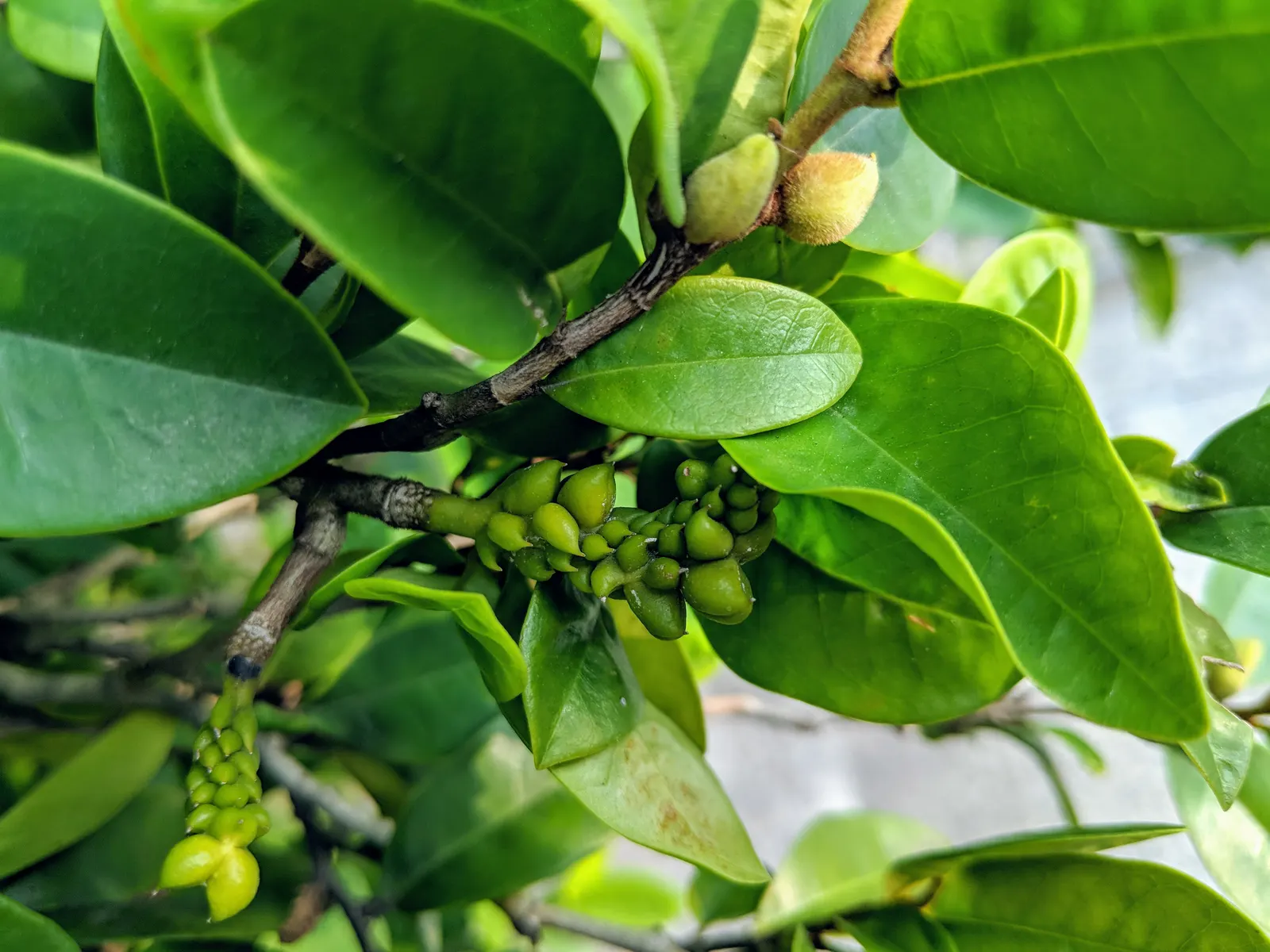 Banana Shrub (Magnolia Figo) — leathery leaves that maintain a rich; minimal pruning is necessary to maintain its shape or to remove any damaged or diseased