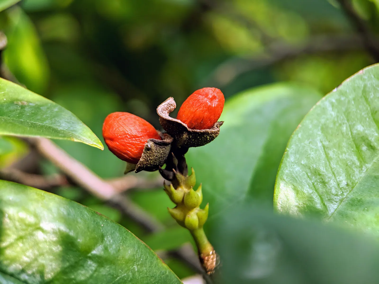 Banana Shrub (Magnolia Figo) — although it may grow larger in ideal conditions.<br><br>Adorned with glossy