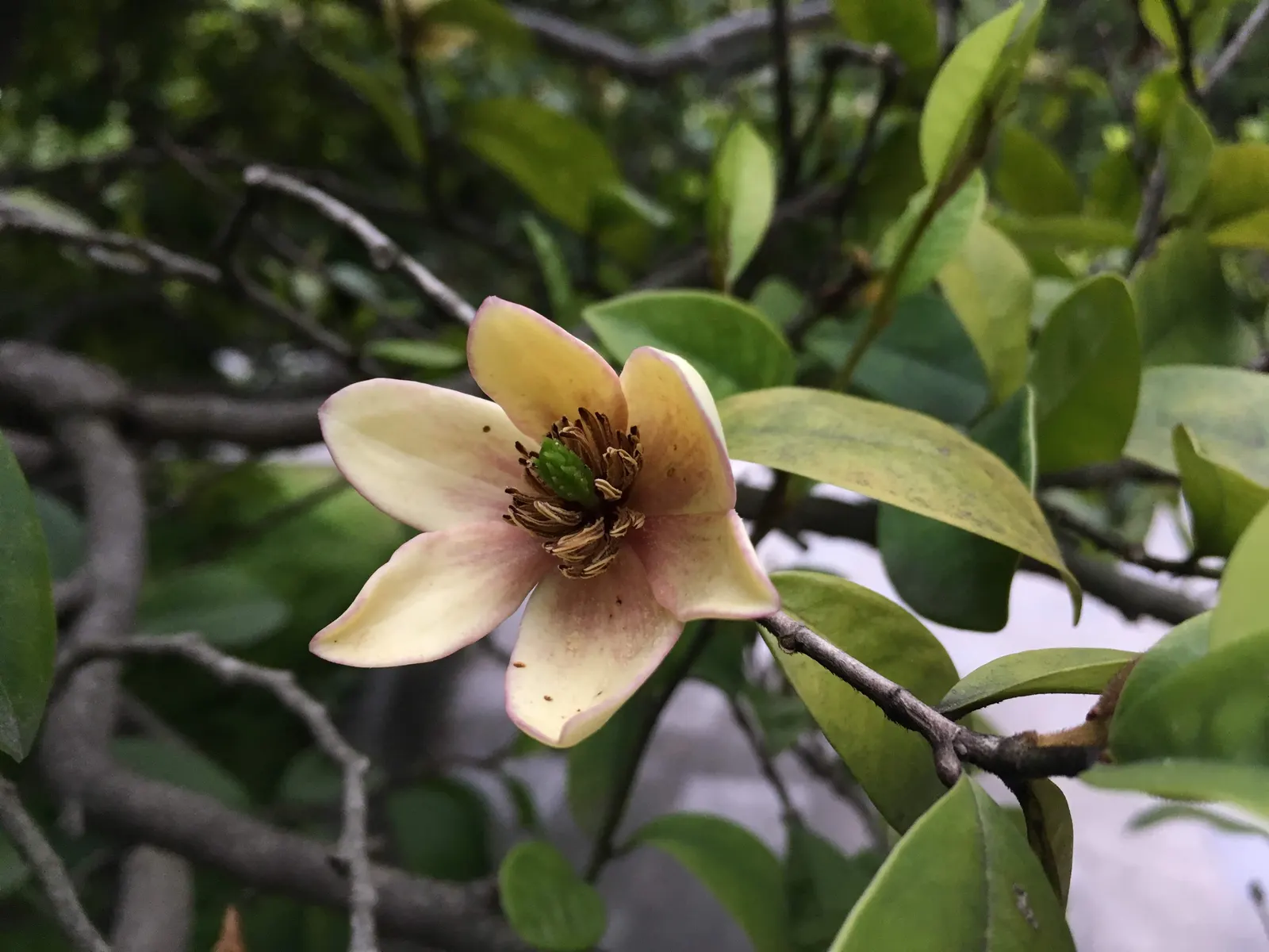 Banana Shrub (Magnolia Figo) — The Banana Shrub (Magnolia figo)