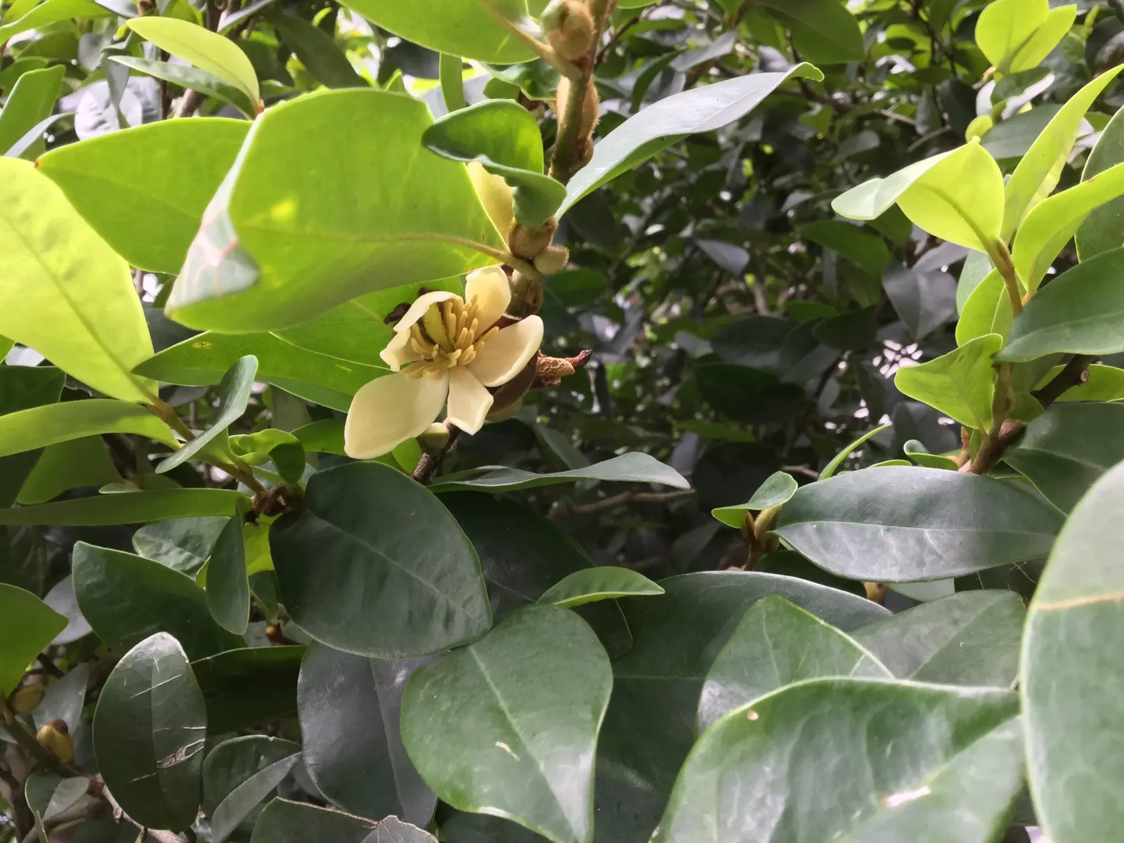 Banana Shrub (Magnolia Figo) — this member of the Magnoliaceae family typically reaches a mature height of 6 to 10 feet; prefers well-drained soil and full sun