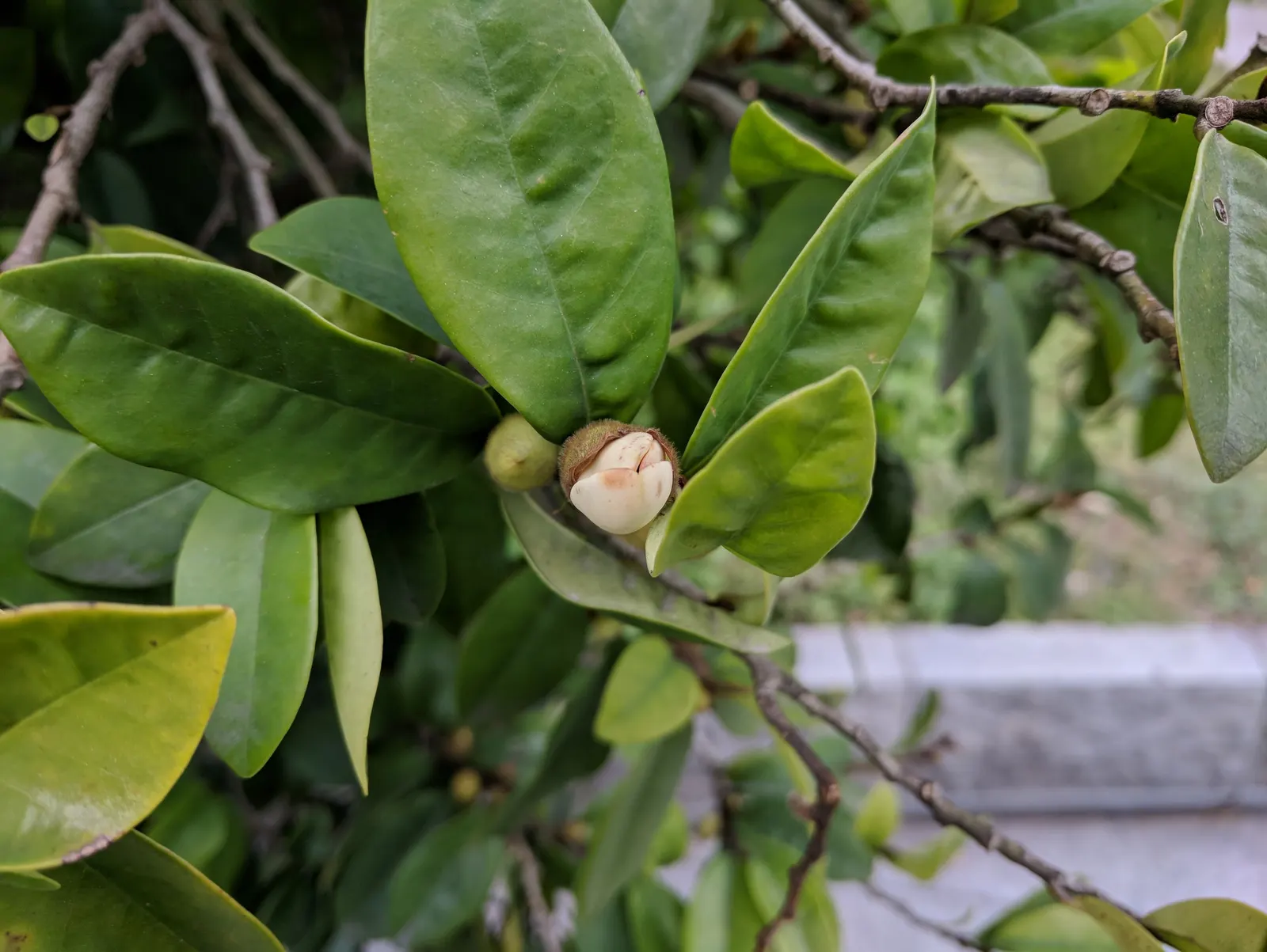 Banana Shrub (Magnolia Figo) — The leaves measure about 3 to 5 inches in length; each flower is cup-shaped and notably accented with a purplish, image 71