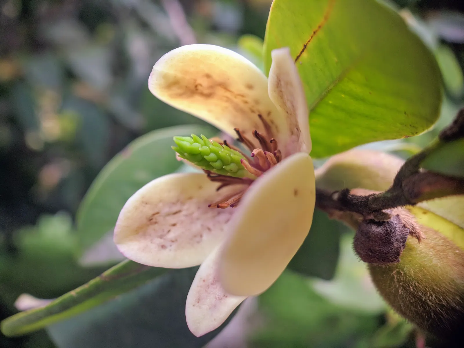 Banana Shrub (Magnolia Figo) — compact magnolia with a mature height of 6-10 feet and spread of 4-6 feet; although it may grow larger in ideal, image 58