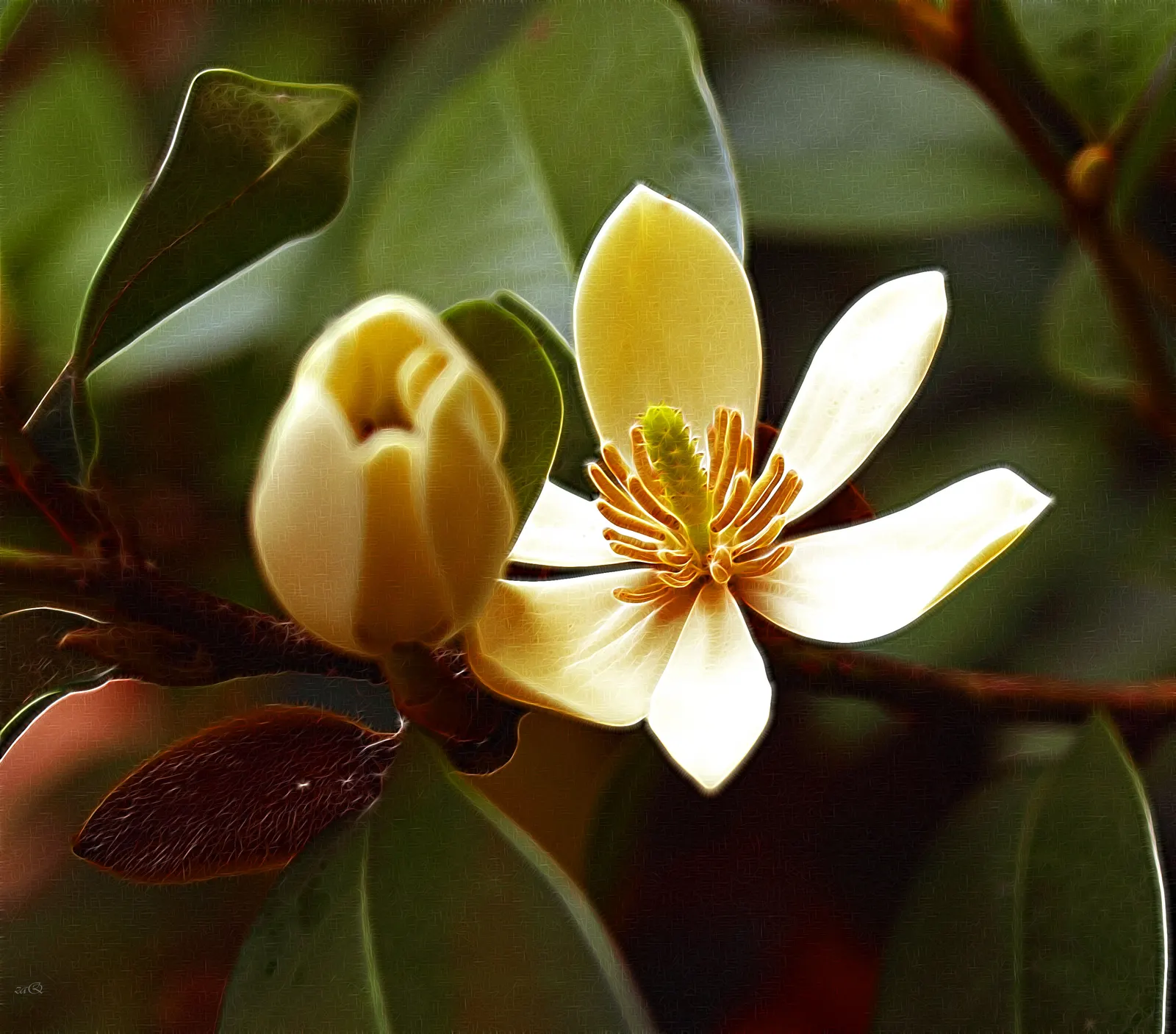 Banana Shrub (Magnolia Figo) — The Banana Shrub (Magnolia figo); prefers well-drained soil and full sun to partial shade, image 57