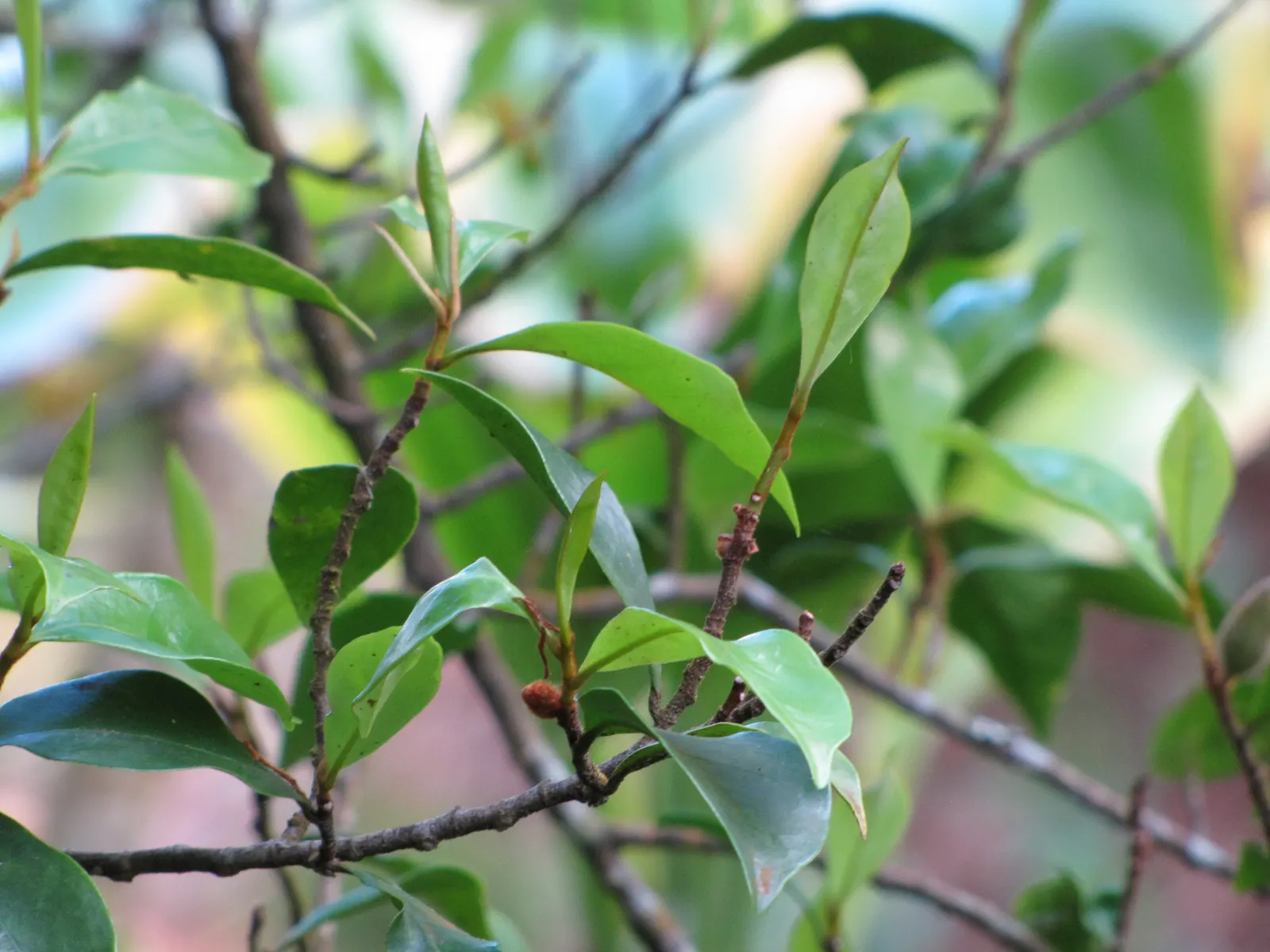 Banana Shrub (Magnolia Figo) — broadleaf evergreen / shrub with purple and yellow blooms; each flower is cup-shaped and notably accented with a purplish tinge