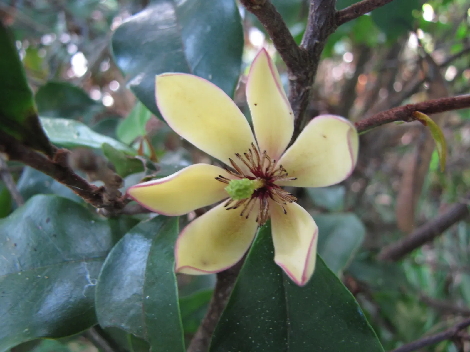 Banana Shrub (Magnolia Figo) — scientifically named Magnolia figo