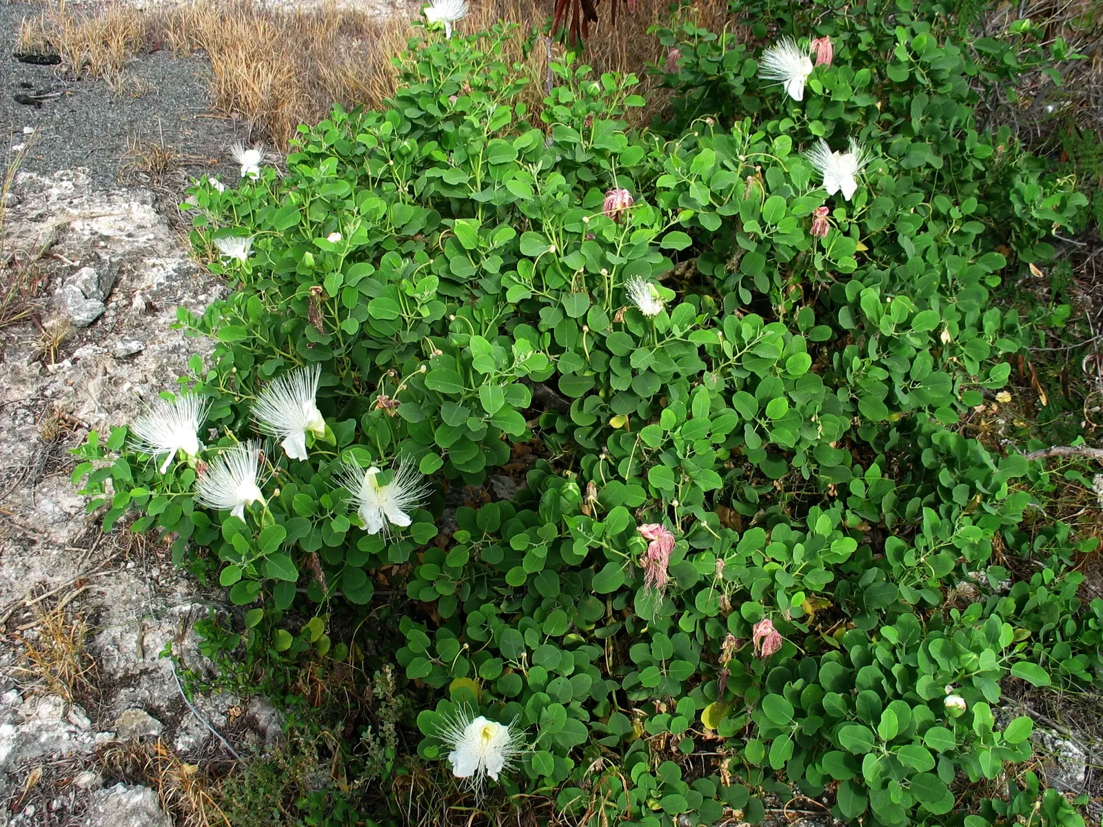 Banana Shrub (Magnolia Figo) — and around 1 to 3 inches in width