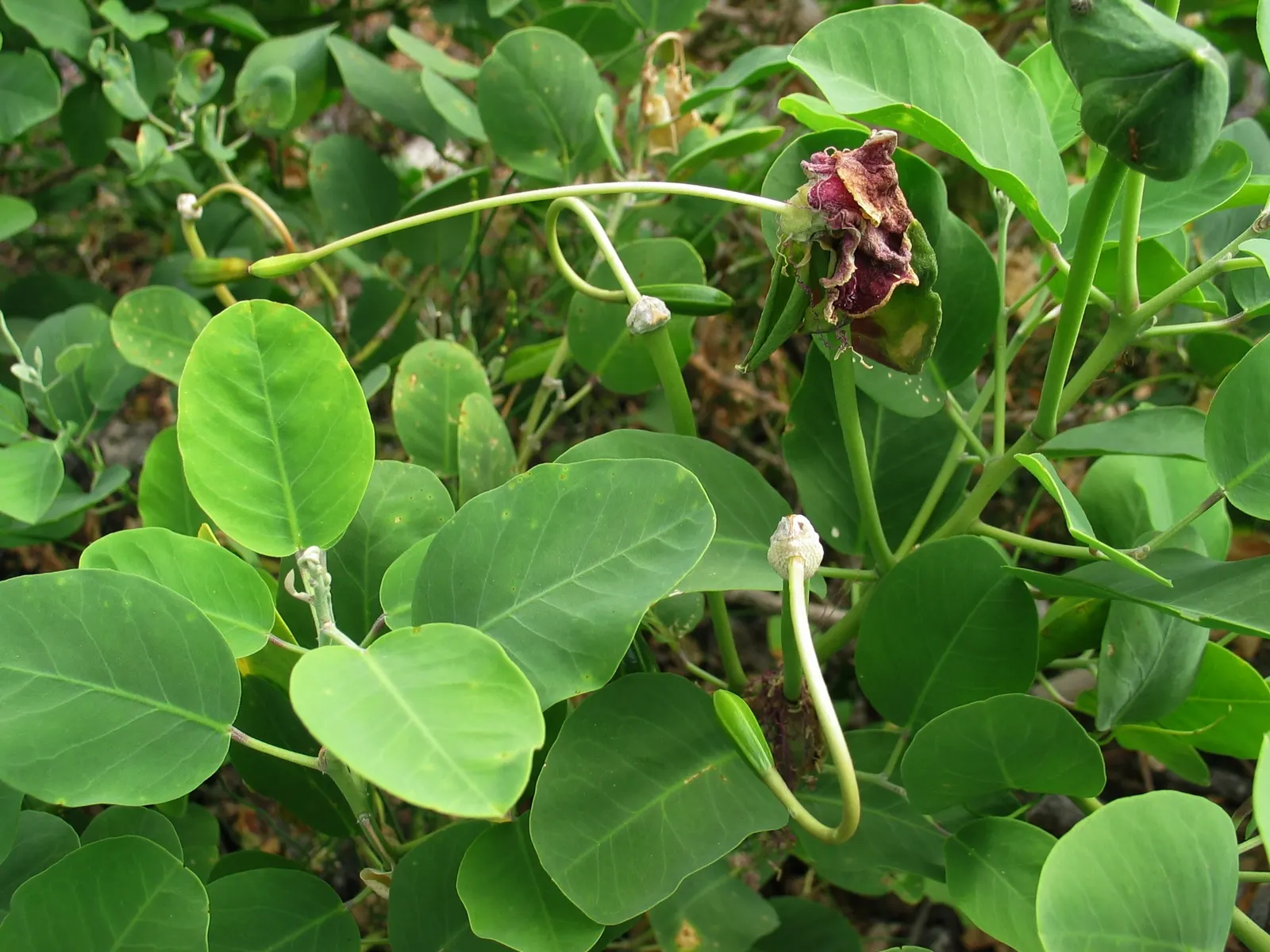 Banana Shrub (Magnolia Figo) — plant the Banana Shrub in well-draining; prefers well-drained soil and full sun to partial shade