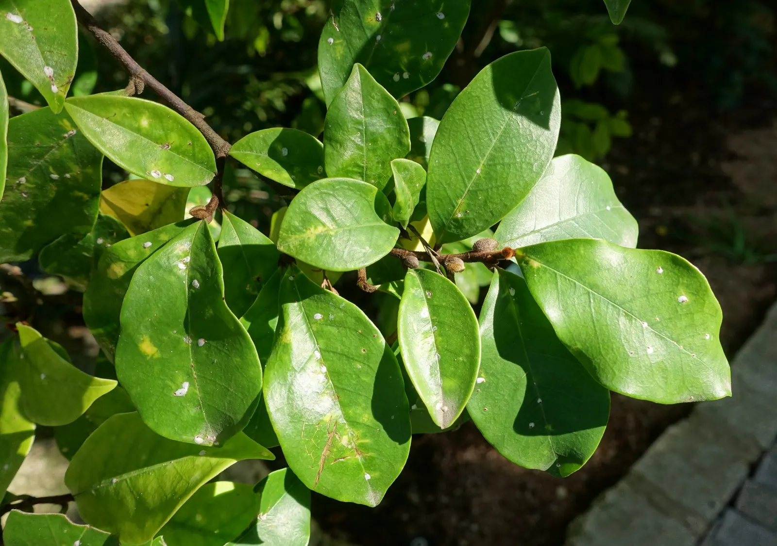 Banana Shrub (Magnolia Figo) — infusing the garden with life.<br><br>For optimal growth; minimal pruning is necessary to maintain its shape or to, image 76
