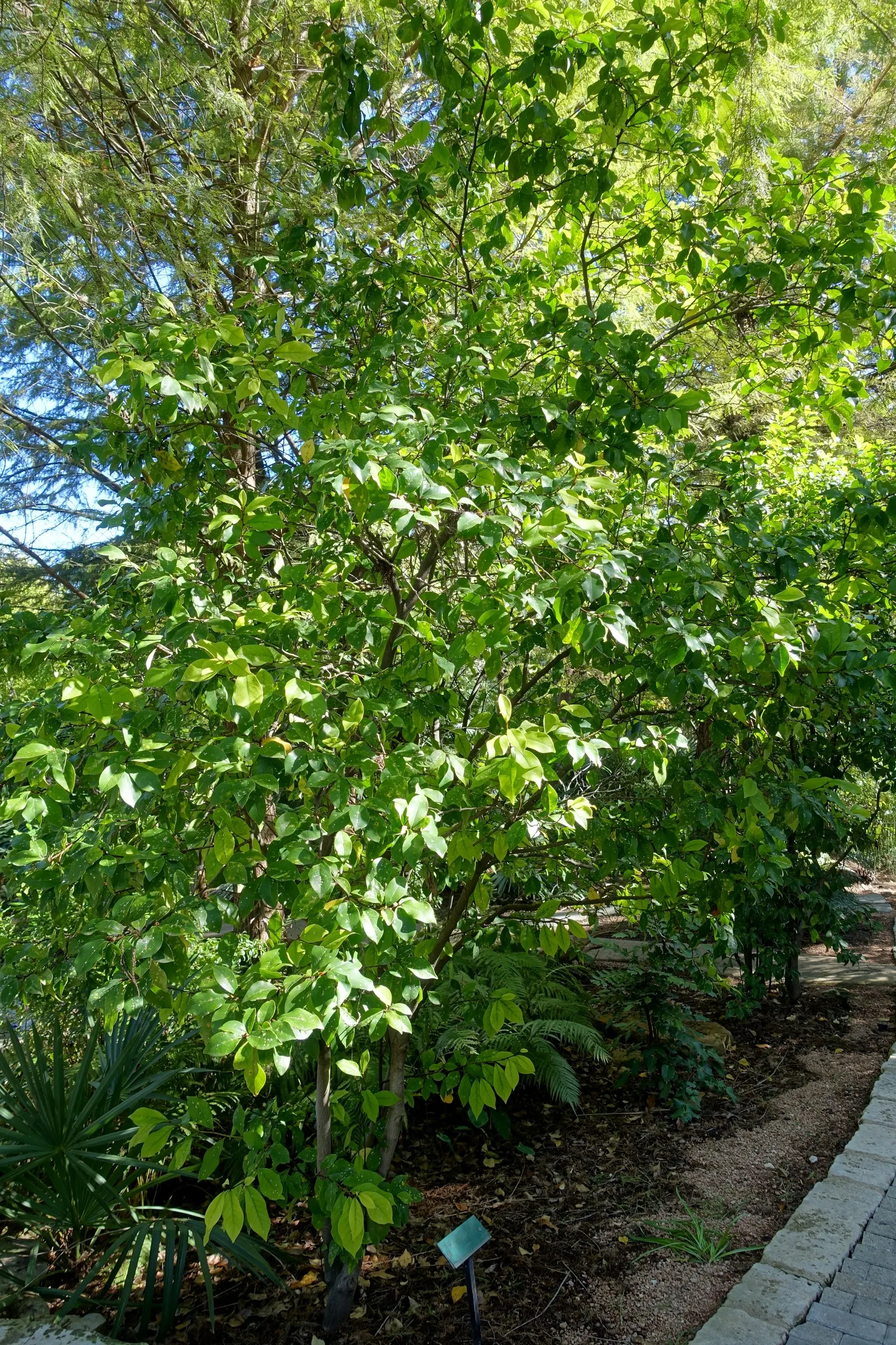 Banana Shrub (Magnolia Figo) — dark green coloration throughout the year; prefers well-drained soil and full sun to partial shade, image 69