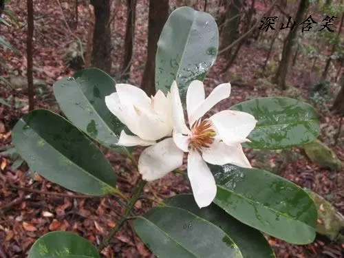 Banana Shrub (Magnolia Figo) — but benefits from consistent moisture during dry spells; minimal pruning is necessary to maintain its shape or to, image 80