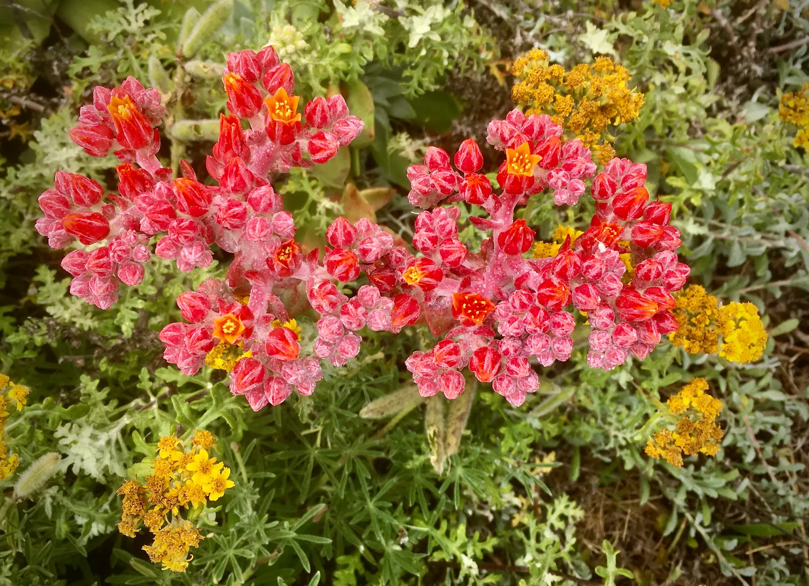 Canyon Live-Forever. (Dudleya Cymosa) — tapered leaves that form a rosette; excelling in well-drained soils, it requires minimal water, making it, image 69