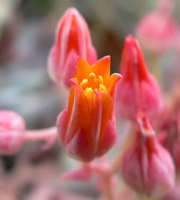 Canyon Live-Forever. (Dudleya Cymosa) — this hardy plant thrives in USDA Hardiness Zones 5 to 10; indicating resilience against cooler temperatures, image 66