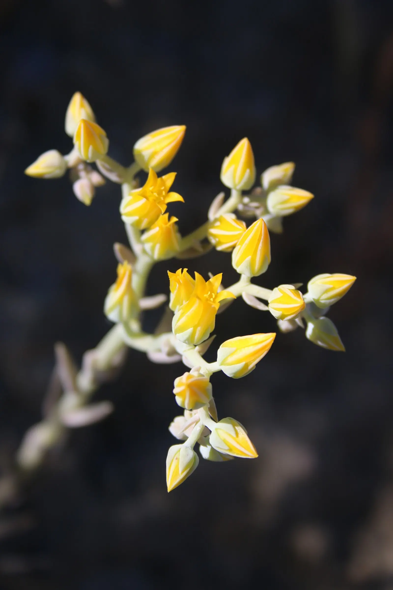 Canyon Live-Forever. (Dudleya Cymosa) — this hardy plant thrives in USDA Hardiness Zones 5 to 10