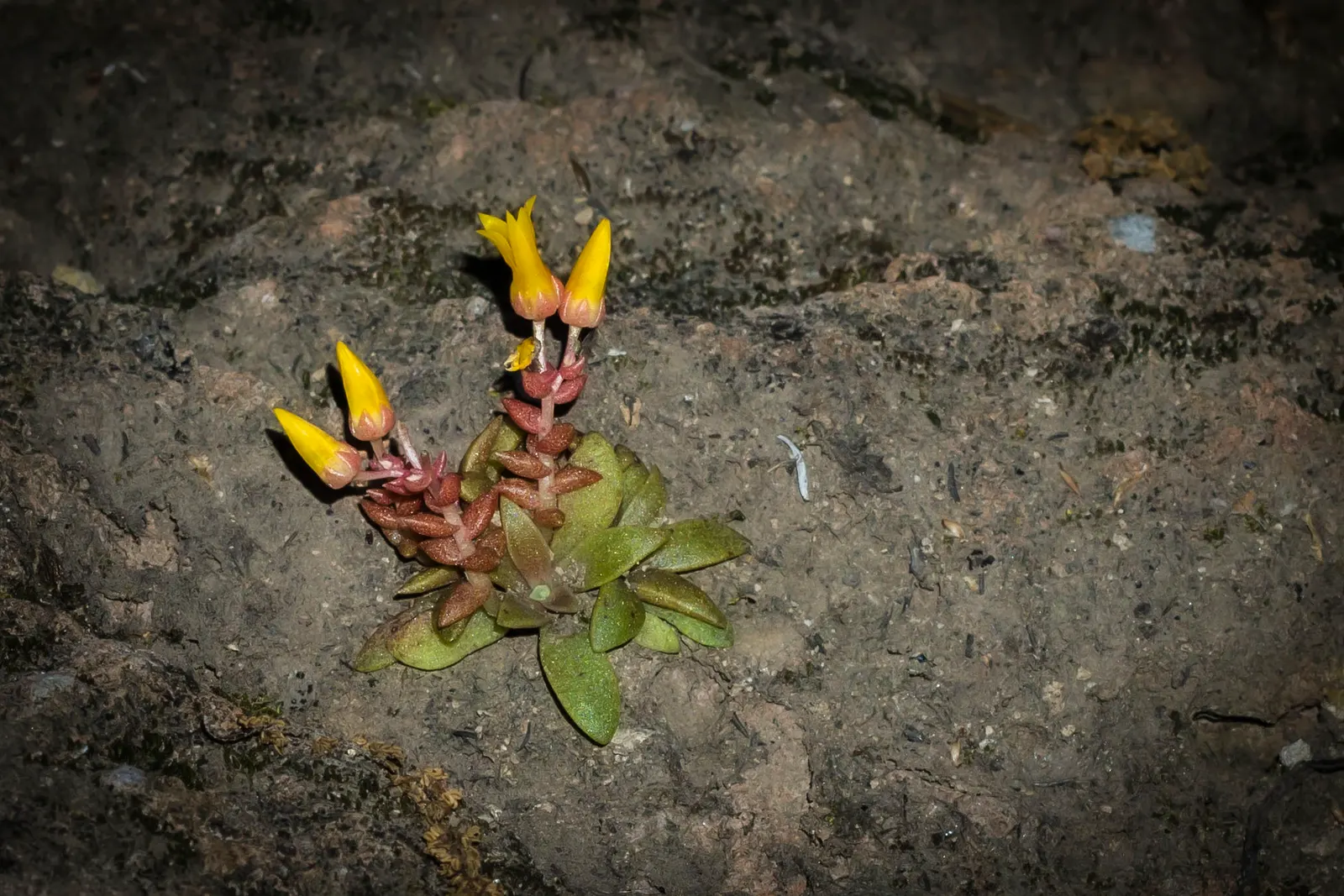 Canyon Live-Forever. (Dudleya Cymosa) — From spring to early summer, it boasts vibrant yellow-orange flowers on stems reaching up to 1 foot tall