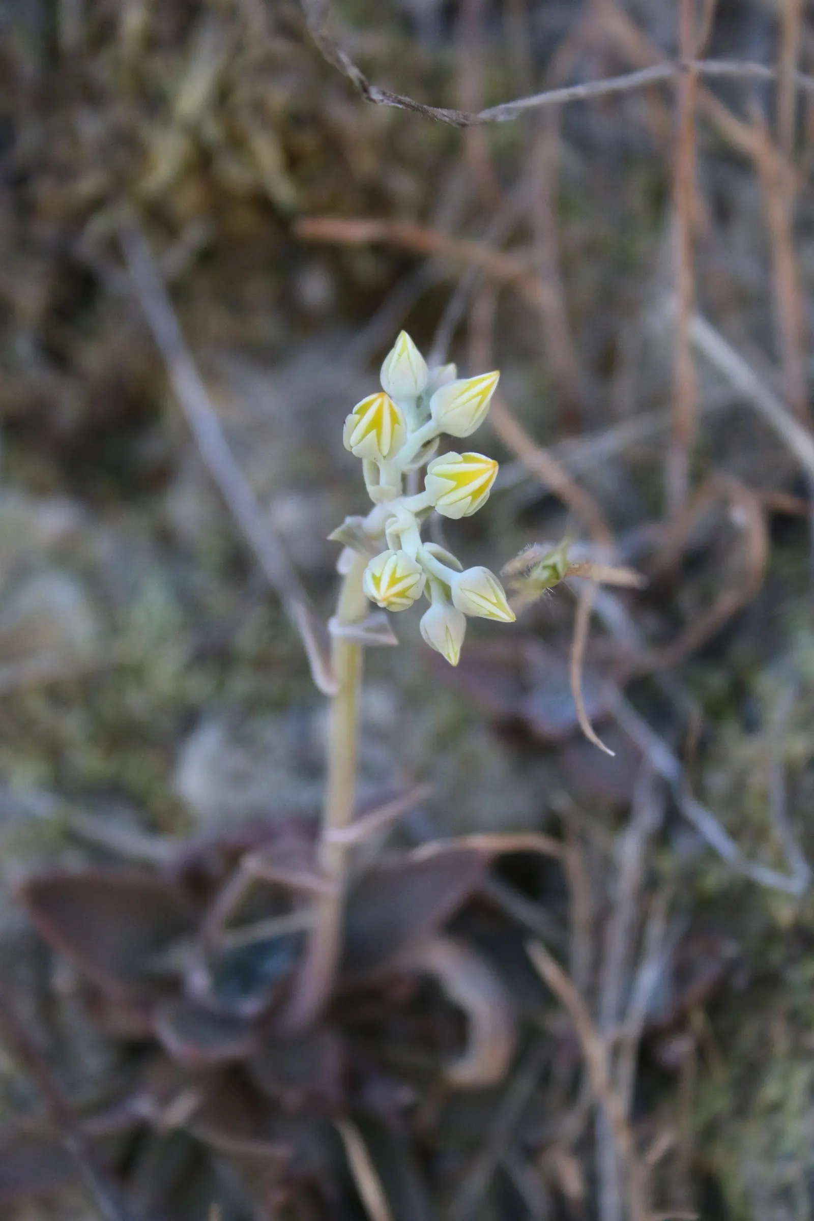 Canyon Live-Forever. (Dudleya Cymosa) — Full sun to part shade recommended