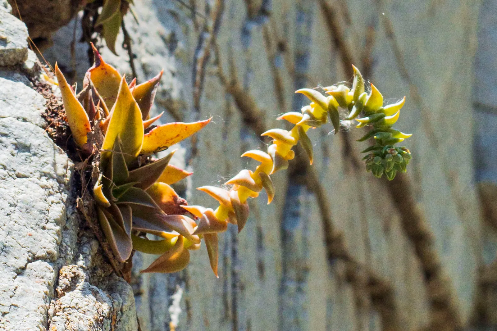 Canyon Live-Forever. (Dudleya Cymosa) — indicating resilience against cooler temperatures