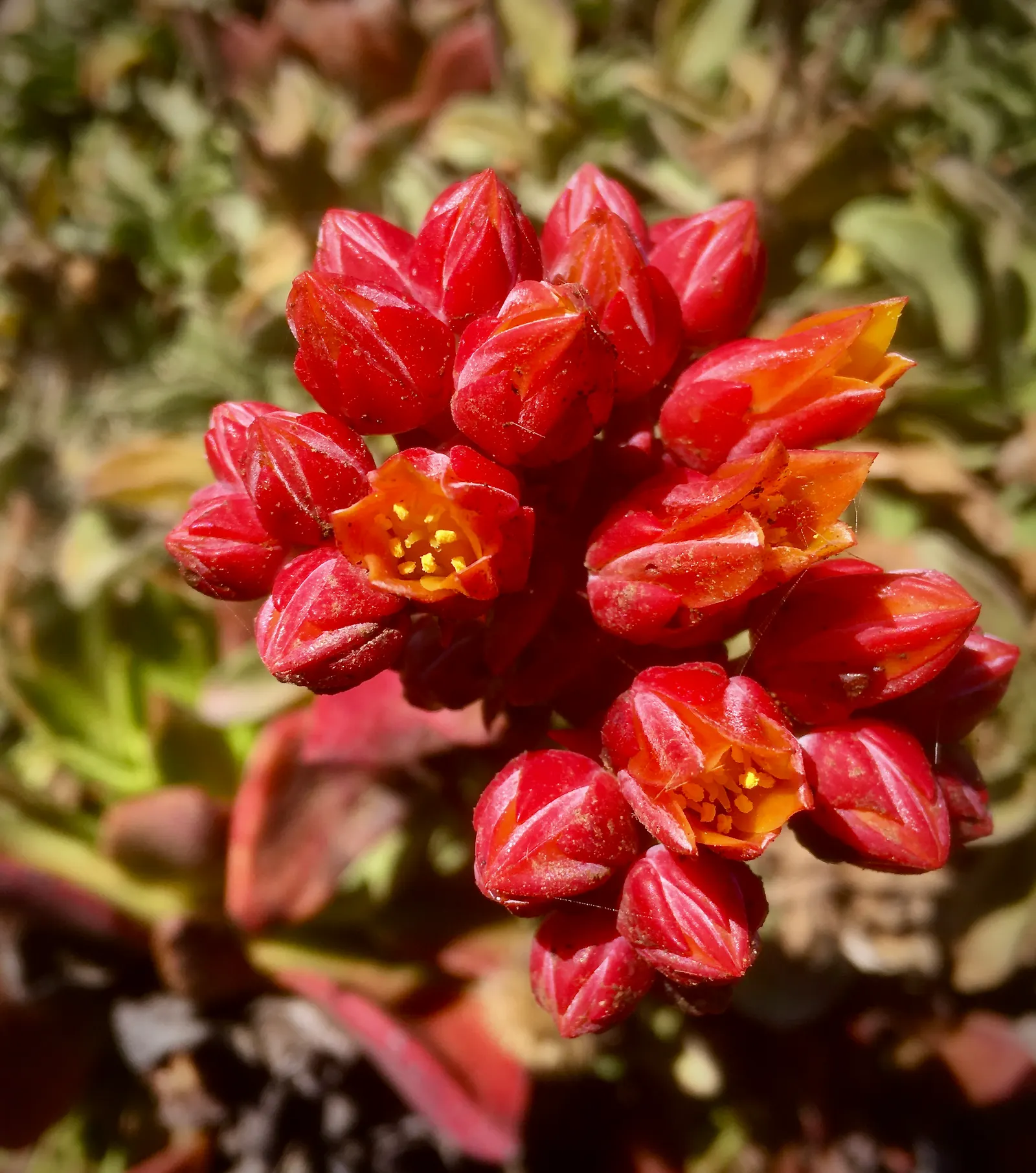 Canyon Live-Forever. (Dudleya Cymosa) — Native to the rocky cliffs and crevices of California's coastal canyons; excelling in well-drained soils, image 65