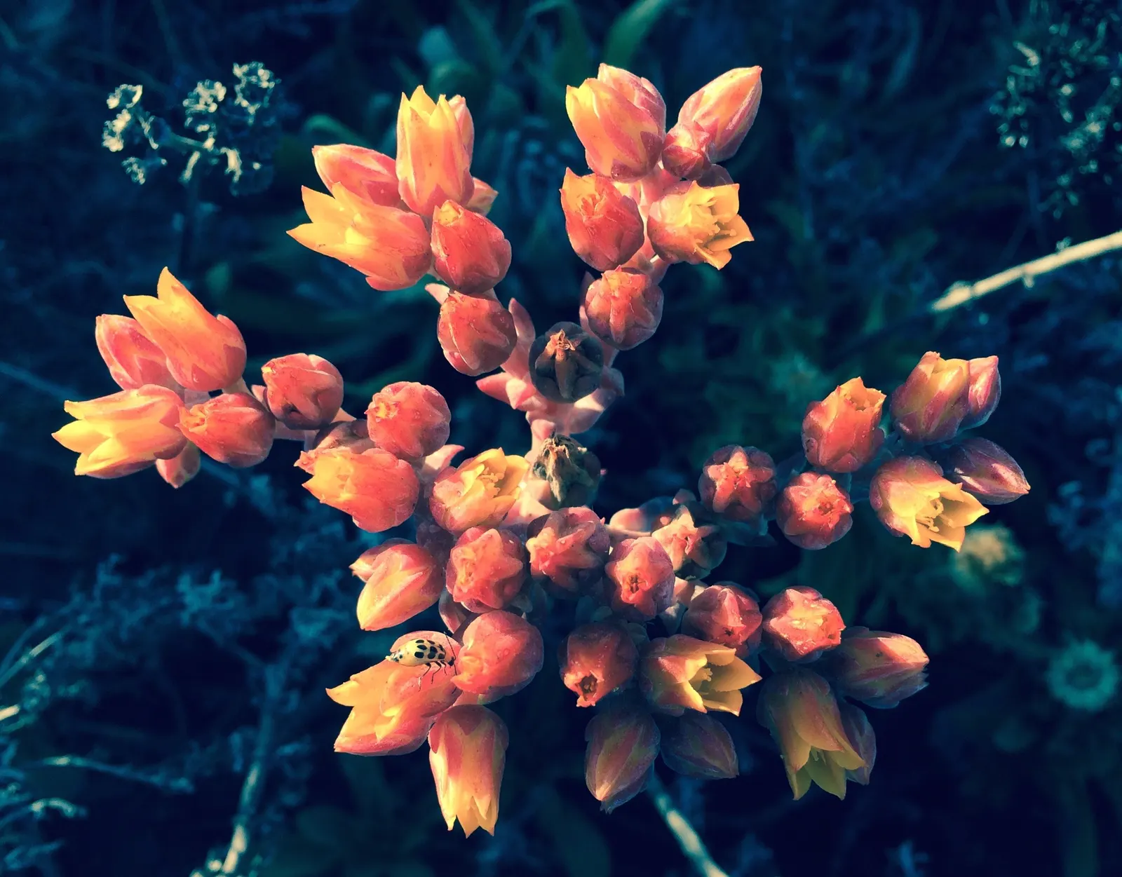 Canyon Live-Forever. (Dudleya Cymosa) — is a captivating succulent perennial that brings a unique aesthetic to any landscape design; ensuring a visually